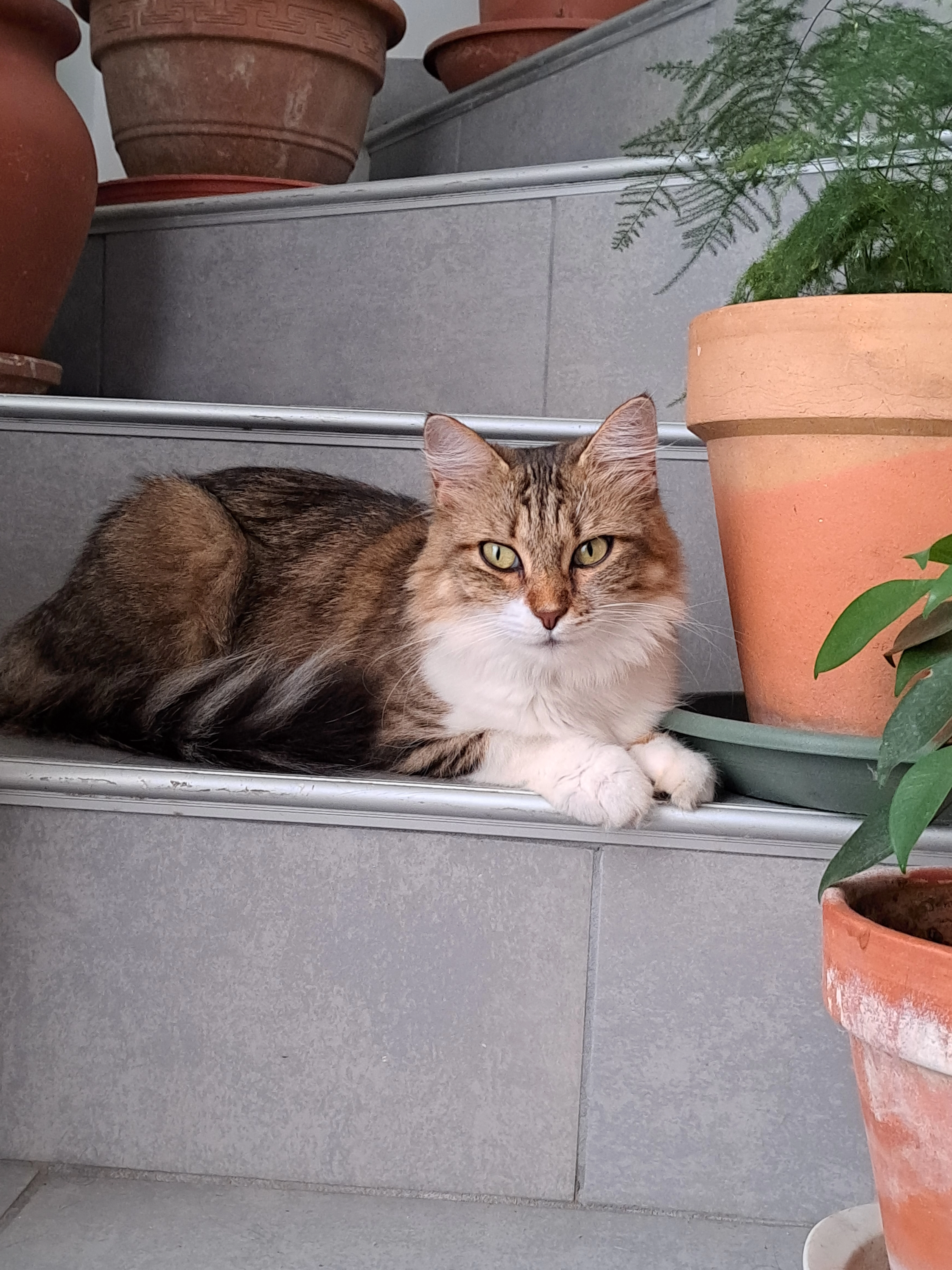 Bébé  - Rue Marcellin Berthelot, Béziers