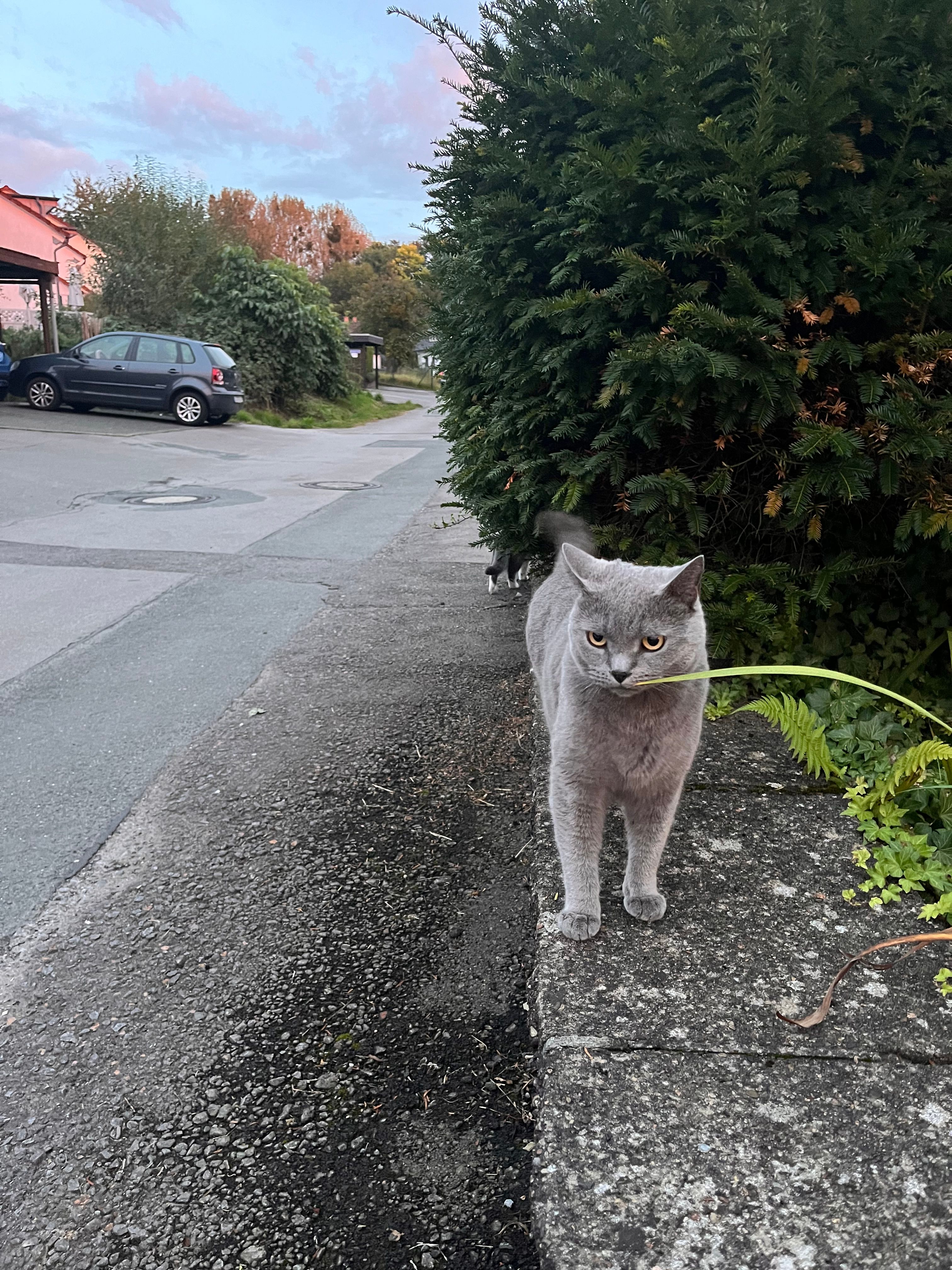 Carlos - Burkhardweg, Detmold