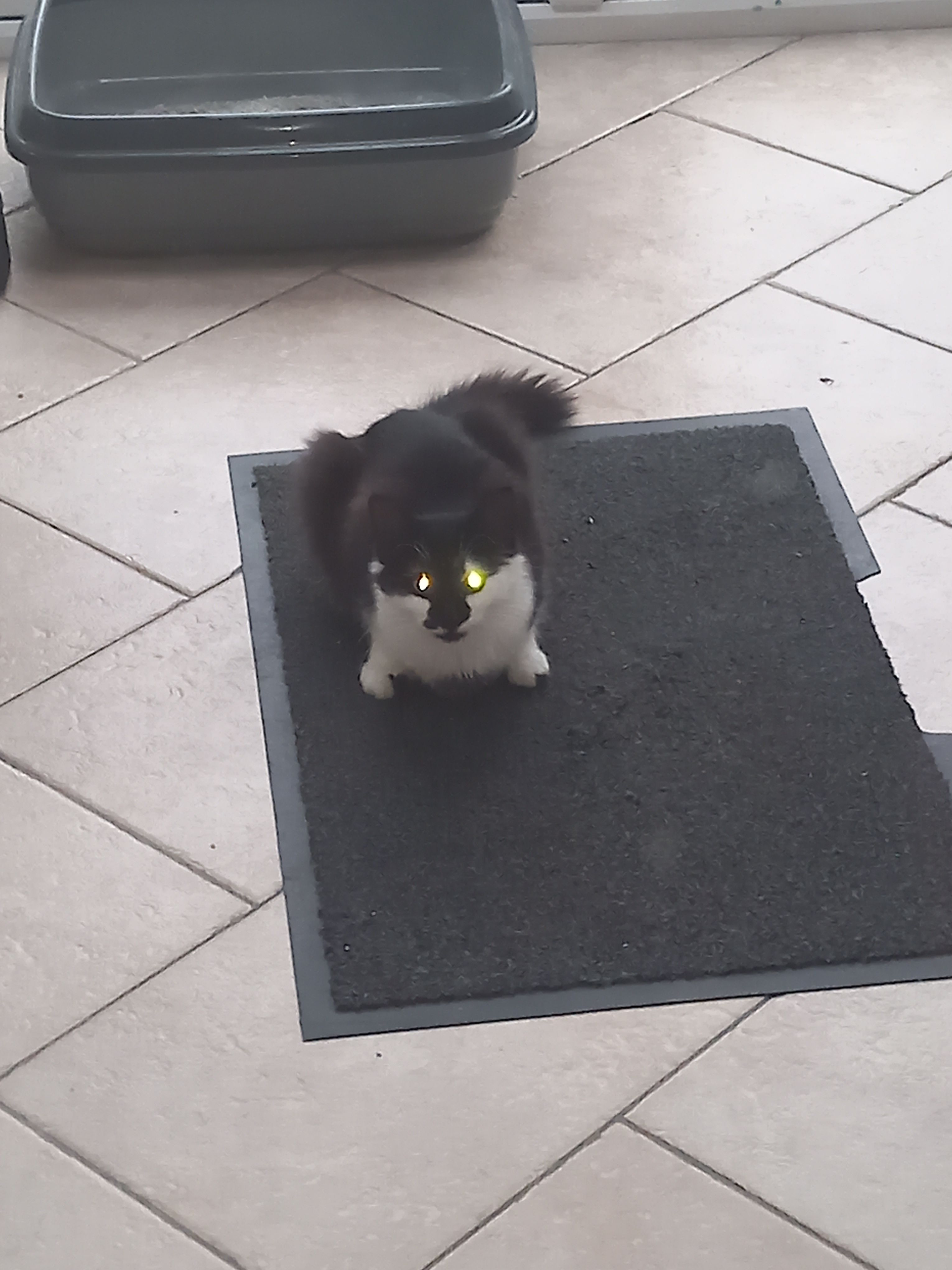 Sylvester - Friary Walk, Callan