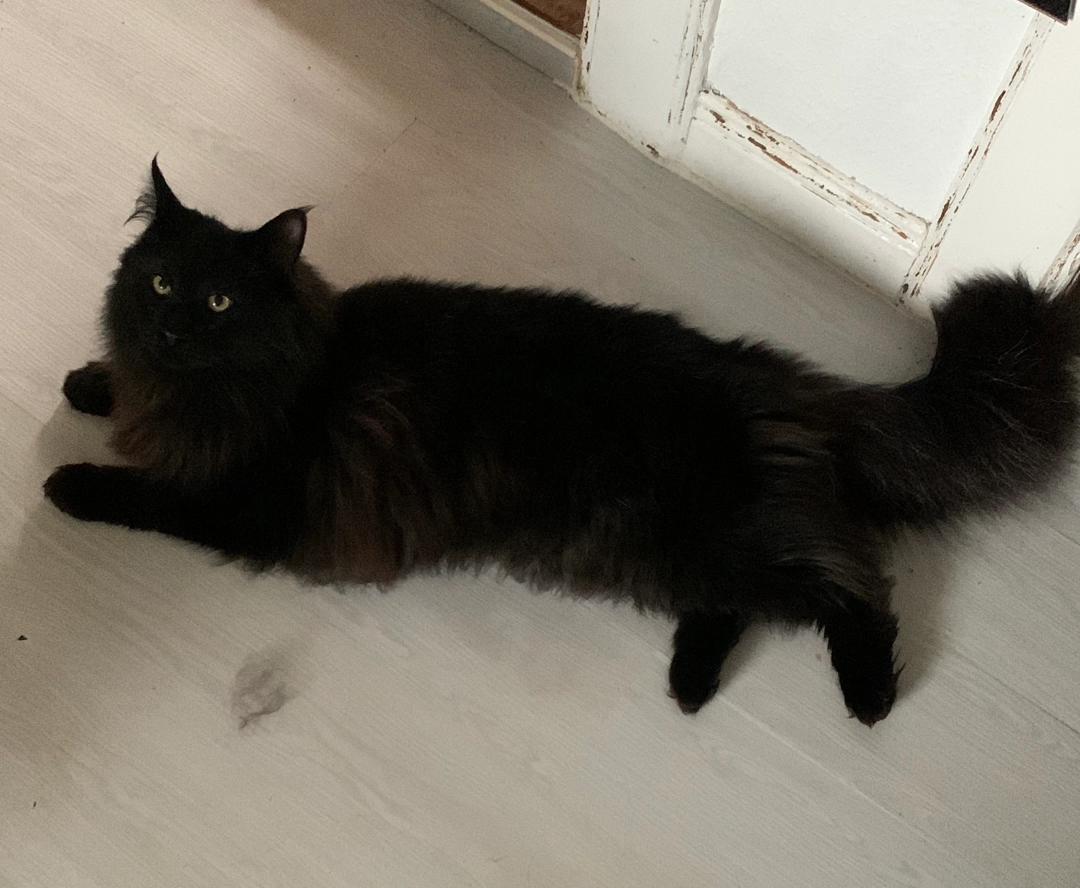 Merlin - Oderwaldstraße, Flöthe