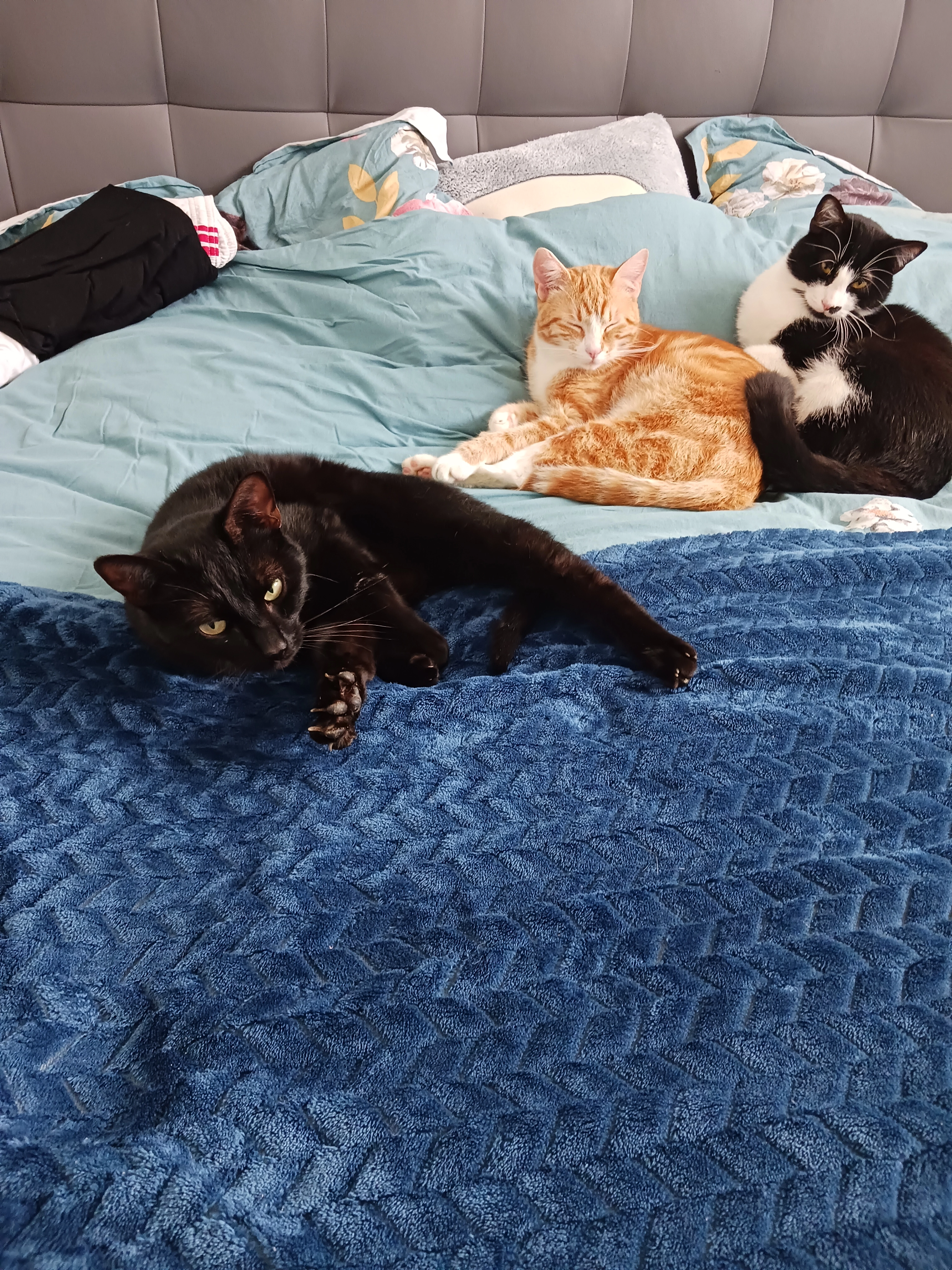 Sunny - 4B Rue du Petit Cré, Hillion