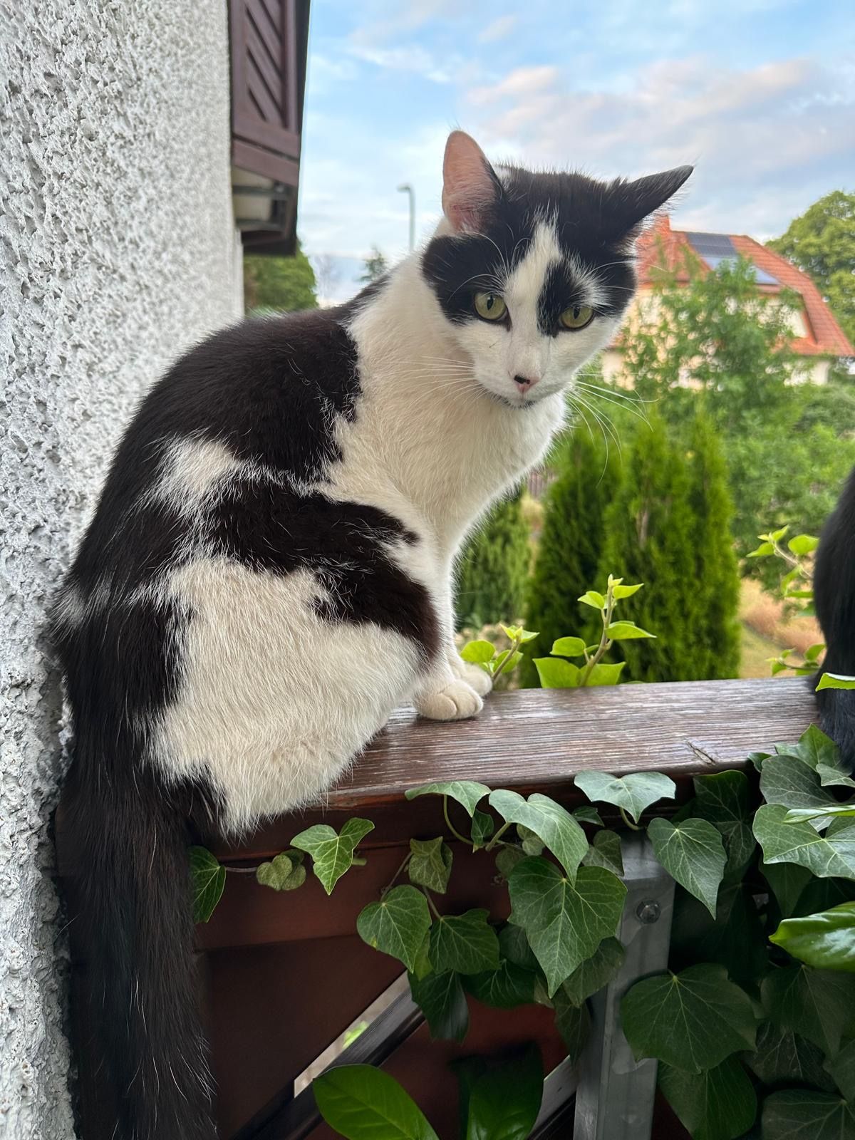 Leo - An Der Kirche, Steinau an der Straße