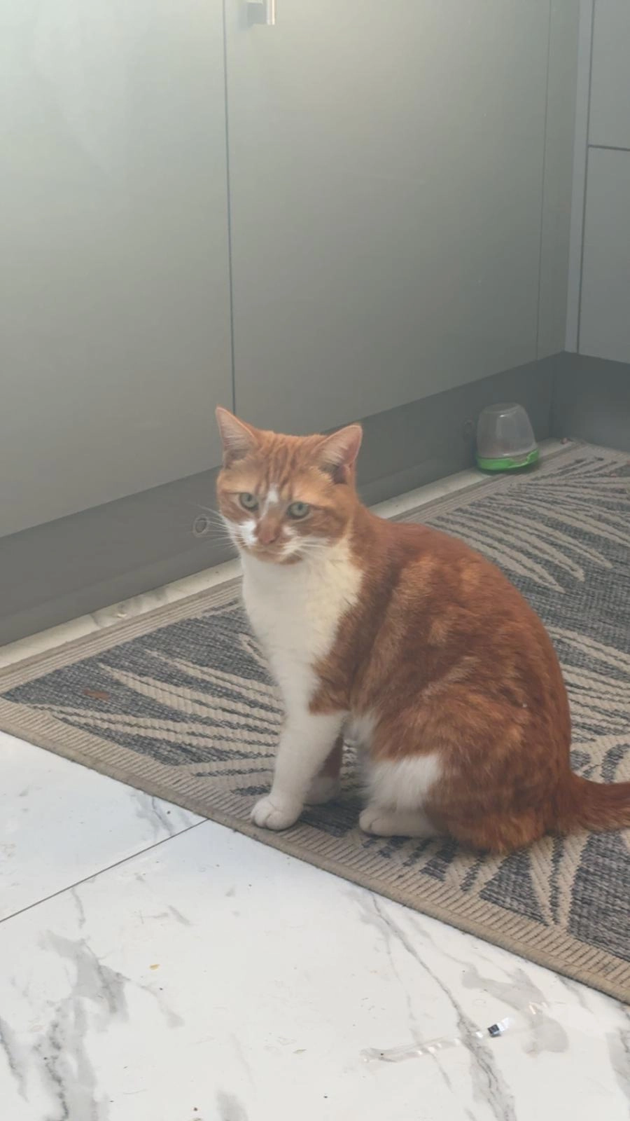 Layla - Elsinore Avenue, Staines-upon-Thames