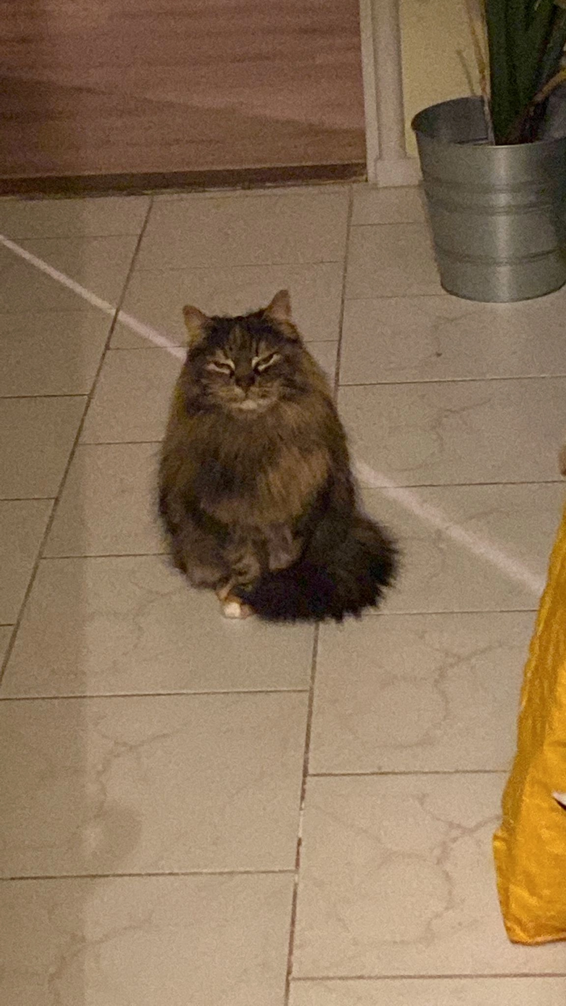 Sophie - Chemin Des Mauniers, Lorgues