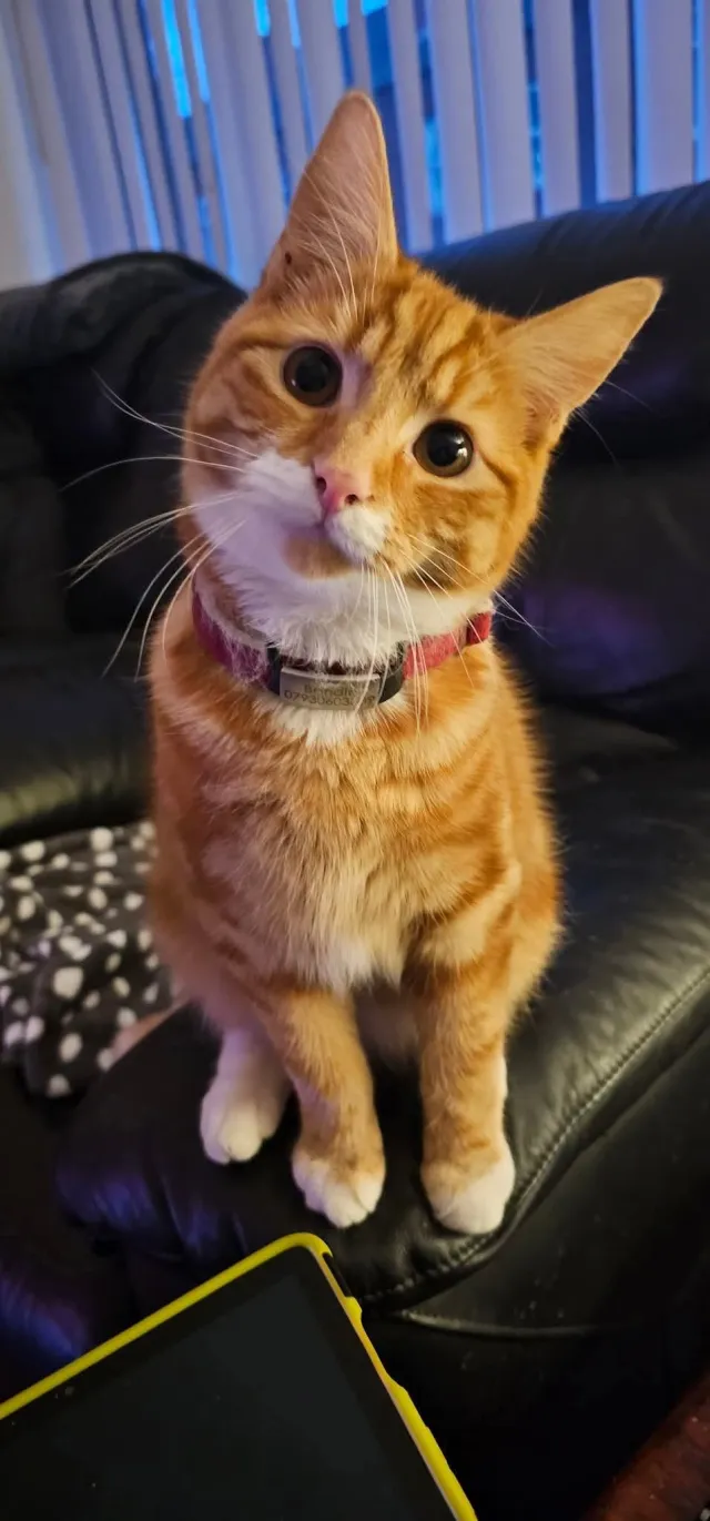 Bandit - Pagefield Street, Wigan