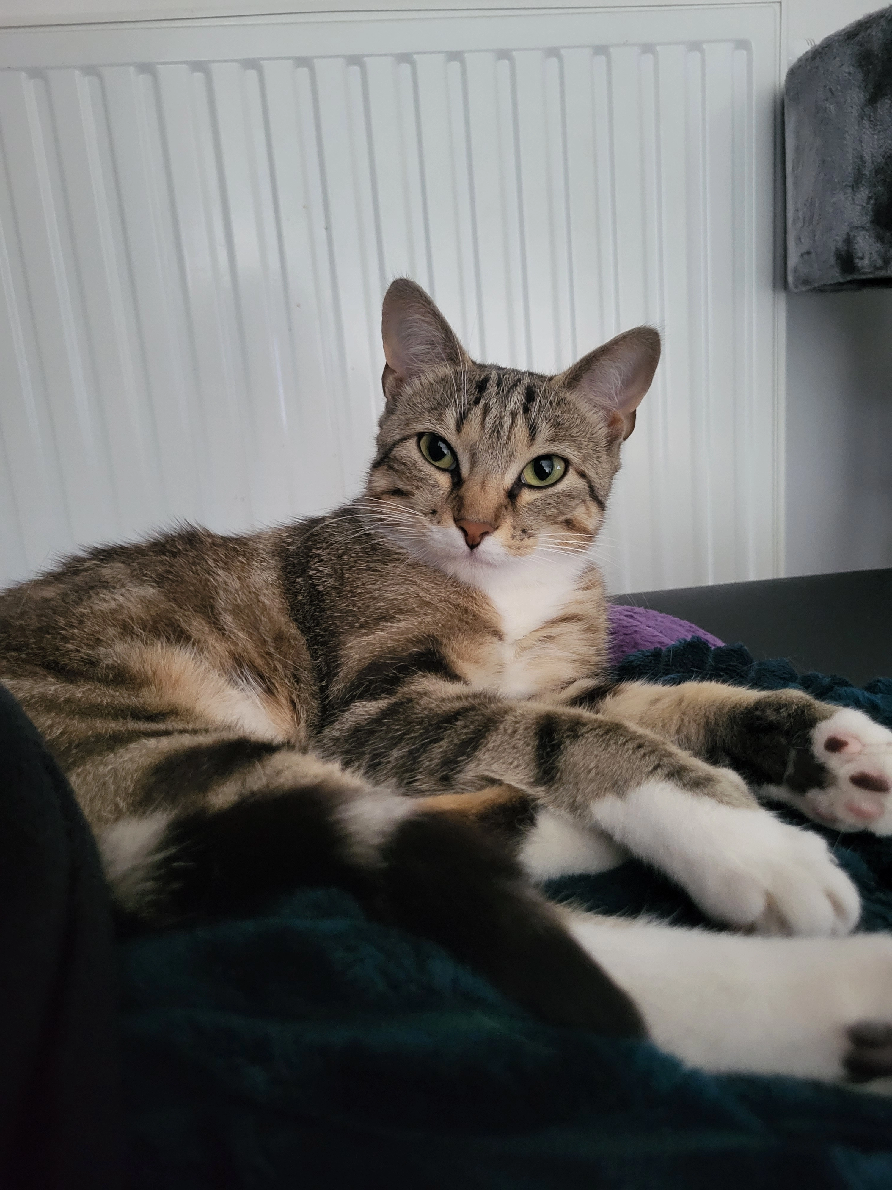 Dottie - Werkzaamheidstraat 65, Oostende