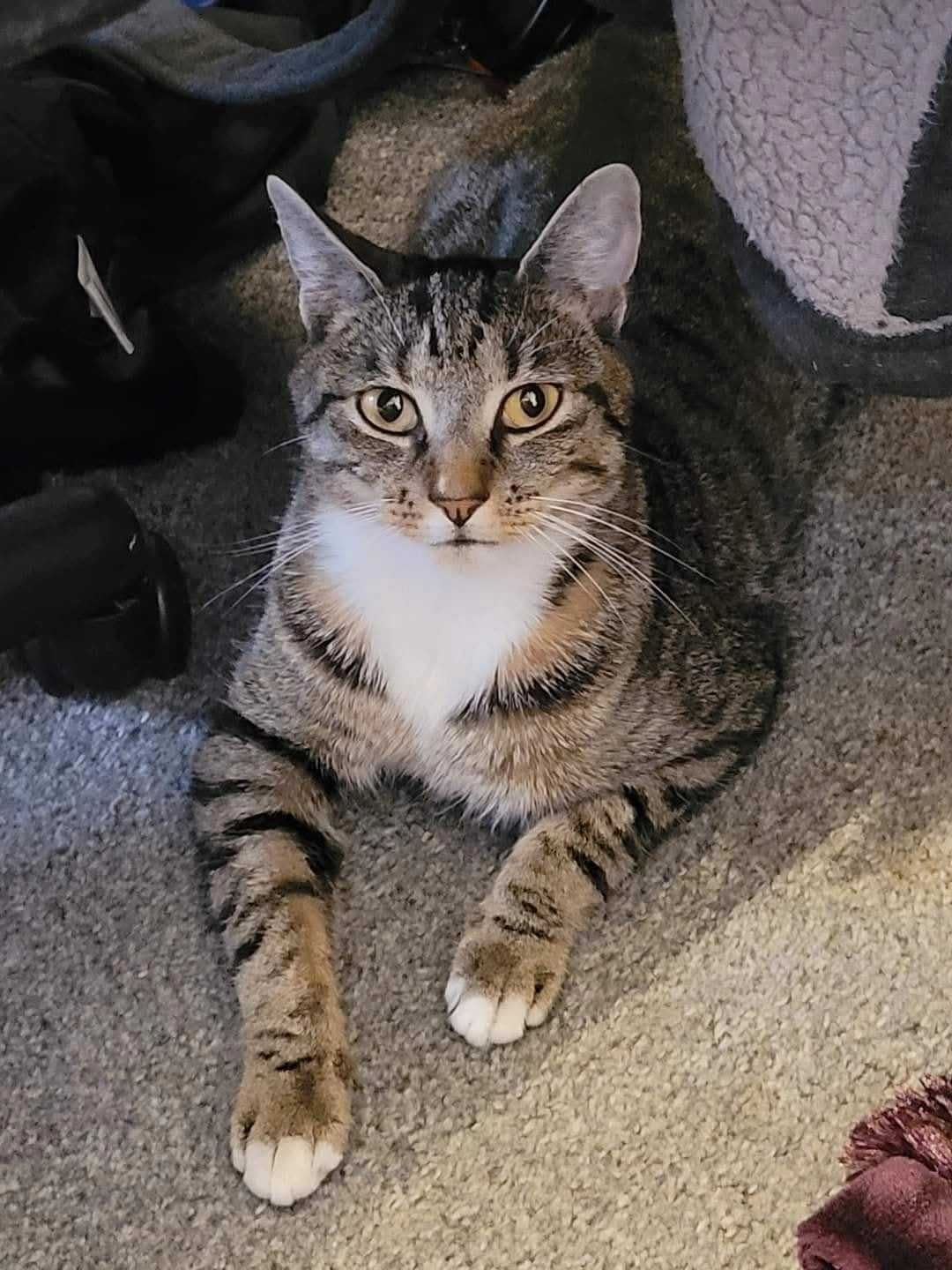 Bubbles  - Boxted Road, Hemel Hempstead