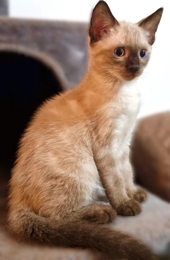 Sassy - Coburg Road, Dorchester