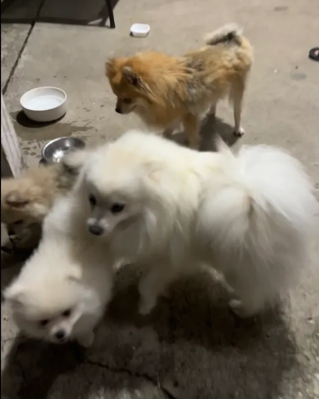 Two Pomeranians - 4201 Florida Ave, Kenner