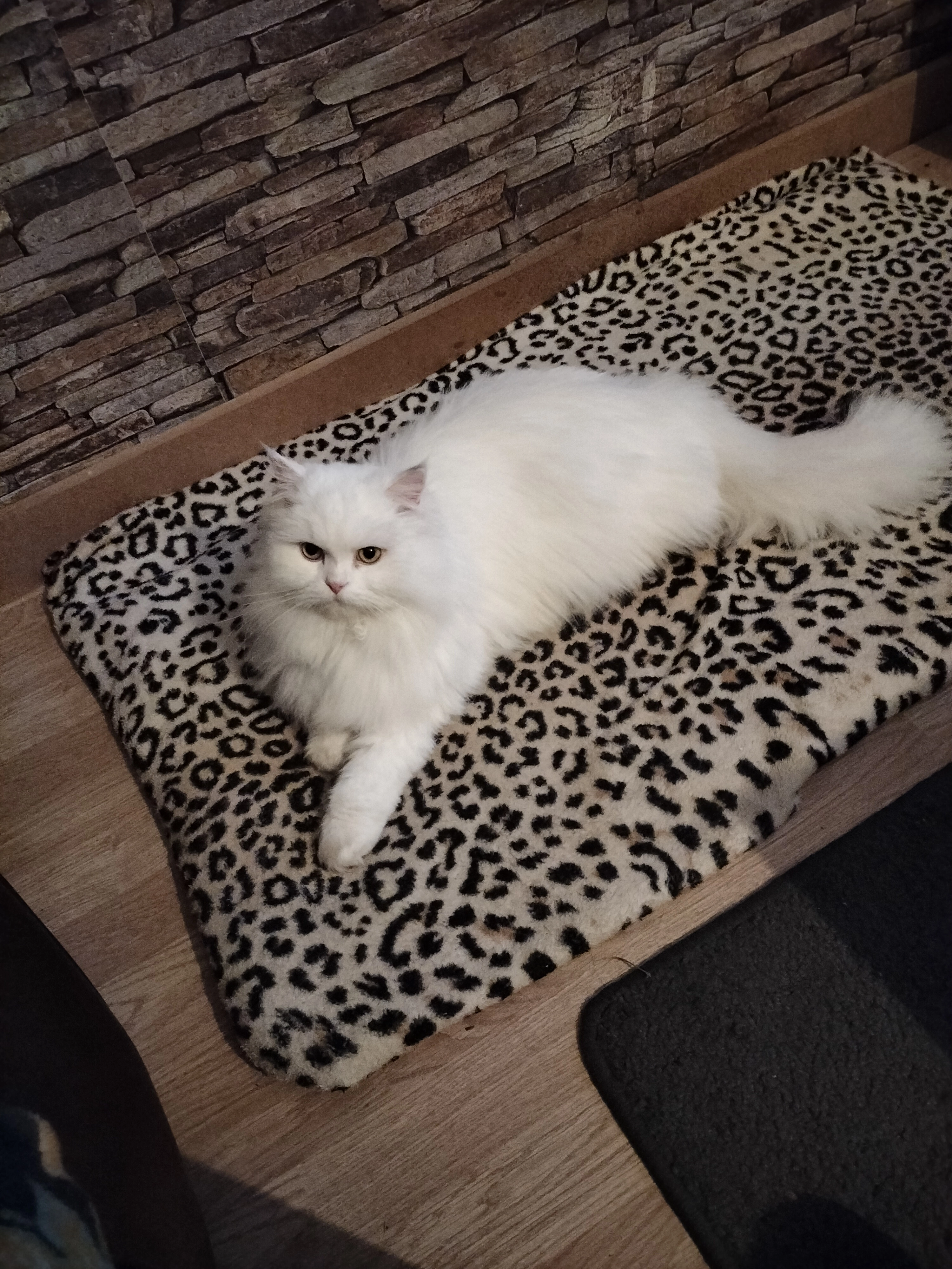 Missing Cat - Rue Des Pruneliers, Les Hauts-d'Anjou