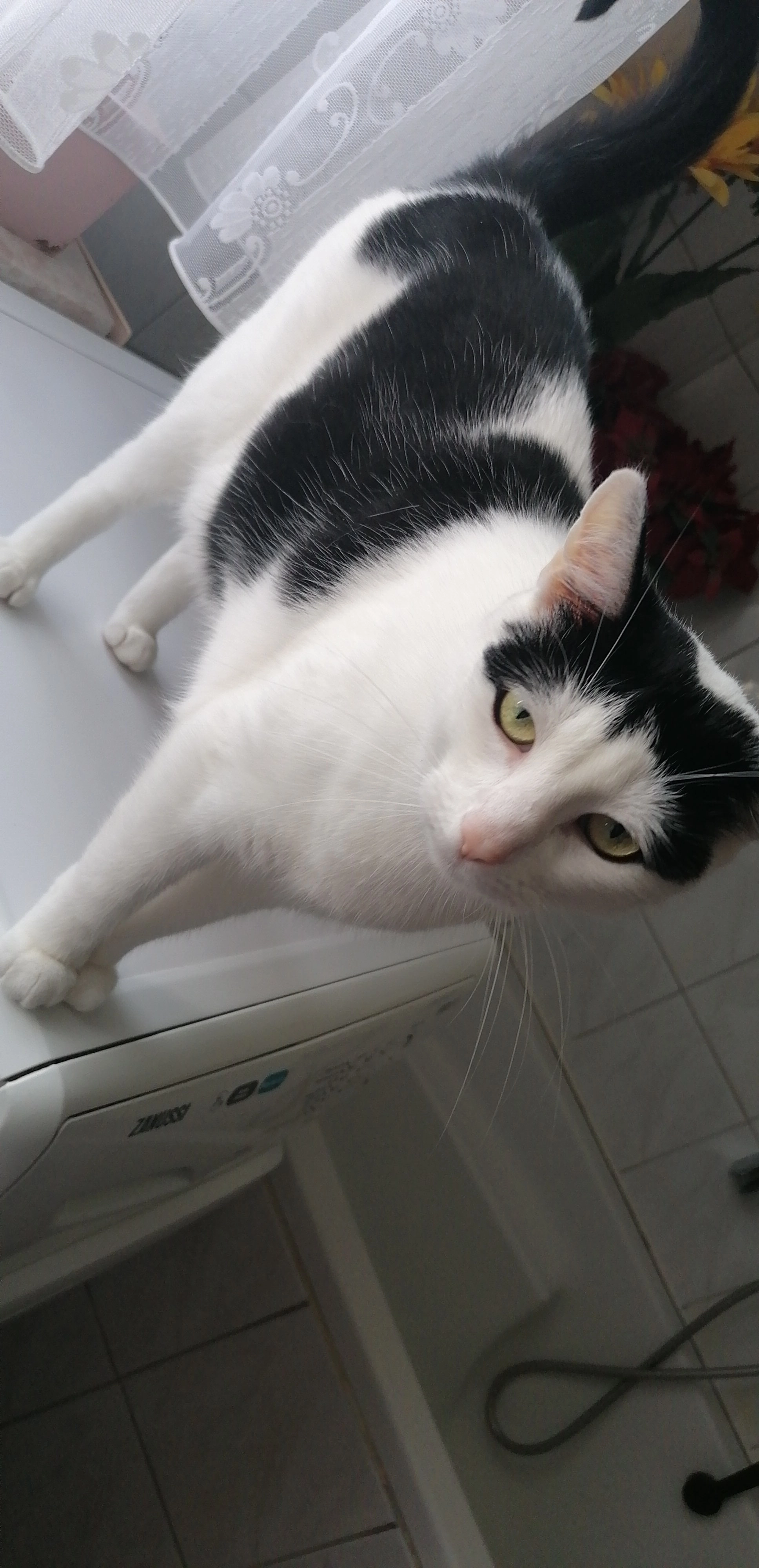 Keks - Brückentor, Kölleda