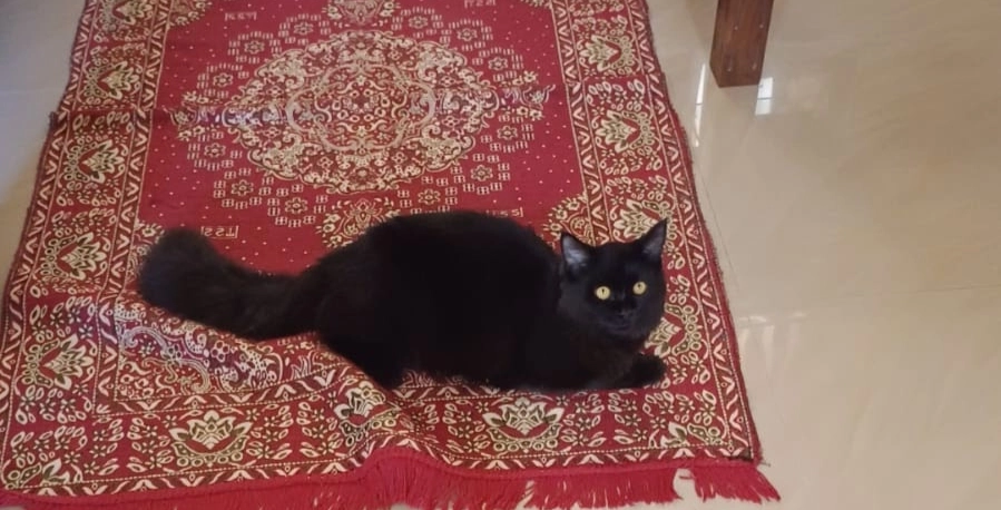 Luttu - Nadakkapadam Venkotta Road, Changanassery