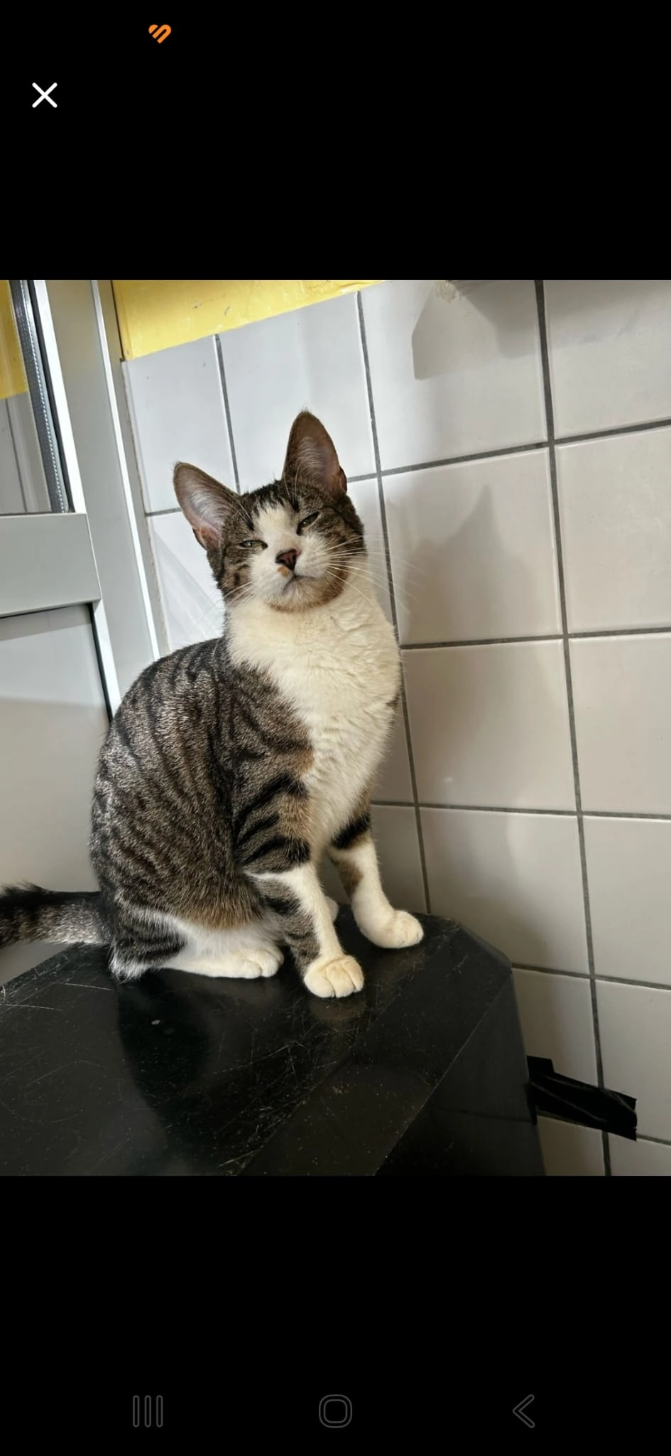 Gulliver - Hans-Sachs-Straße, in der Nähe der Georg-von-Langen Berufsschule BBS Holzminden, Holzminden