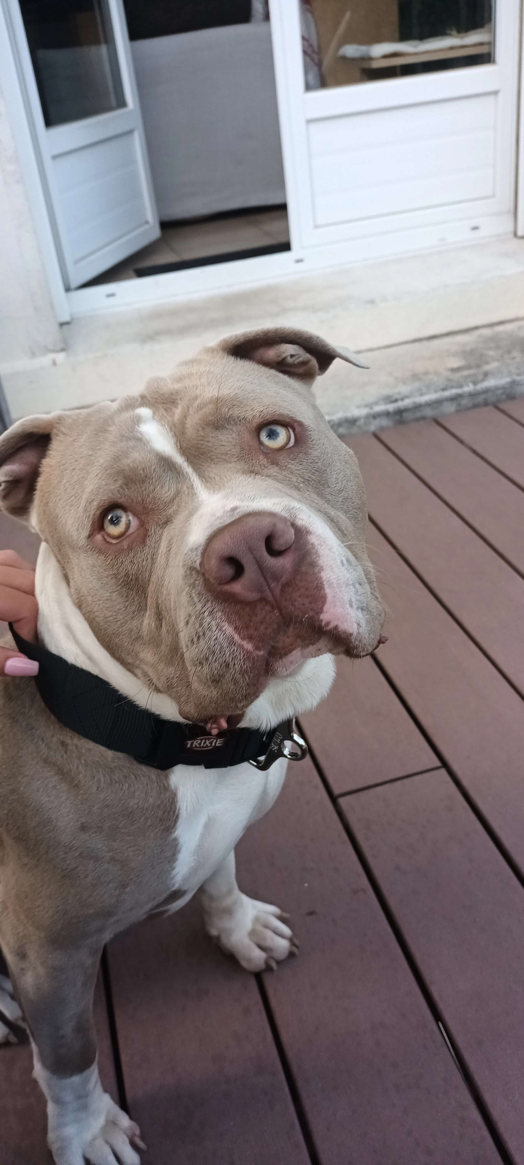 Magnum - 33760, Romagne