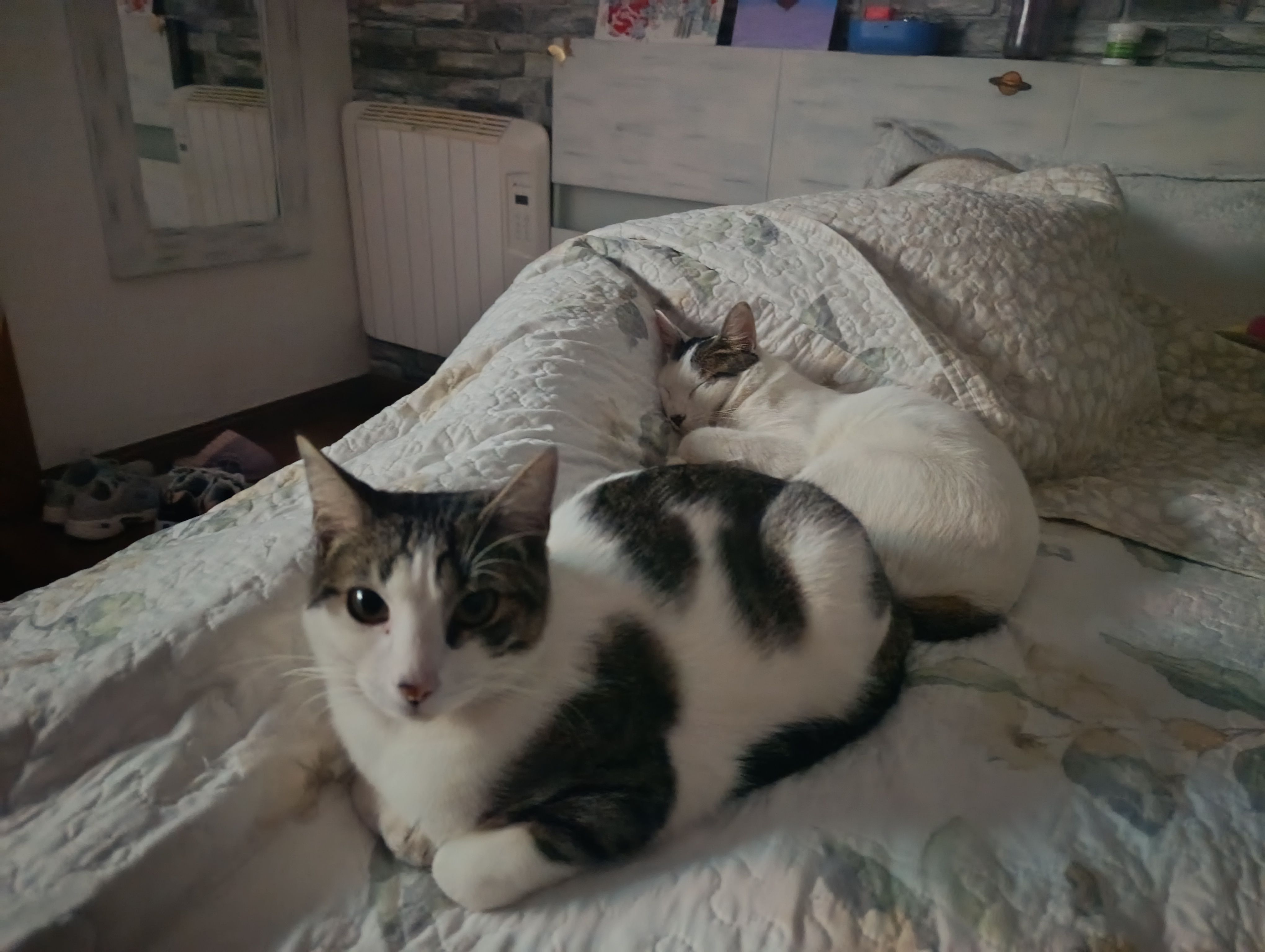 Zeus - Calle de Andrés Gimeno, Torre-Pacheco