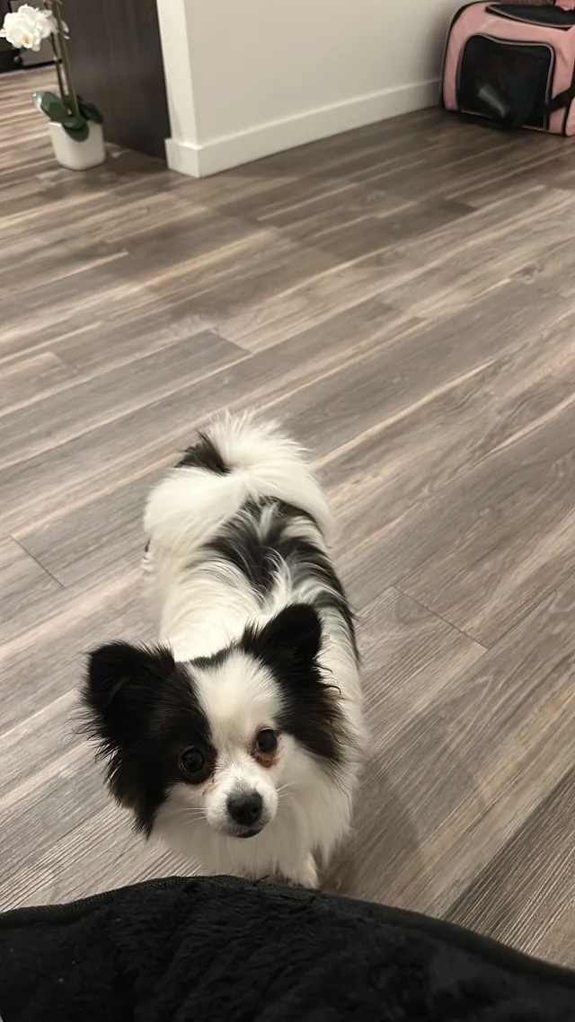 Cuki - West 38th Avenue, Wheat Ridge