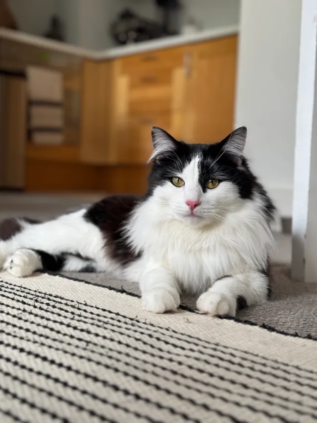 Frodo - Bonnington Square, London