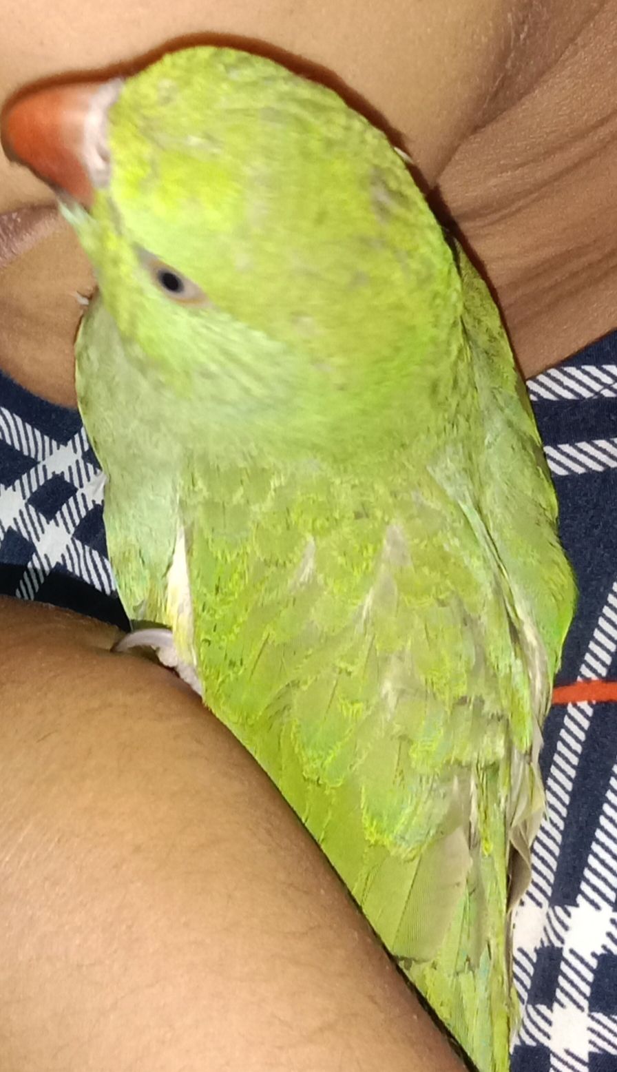 Mitthu - Pihani Chungi Road, Ambedkar Nagar