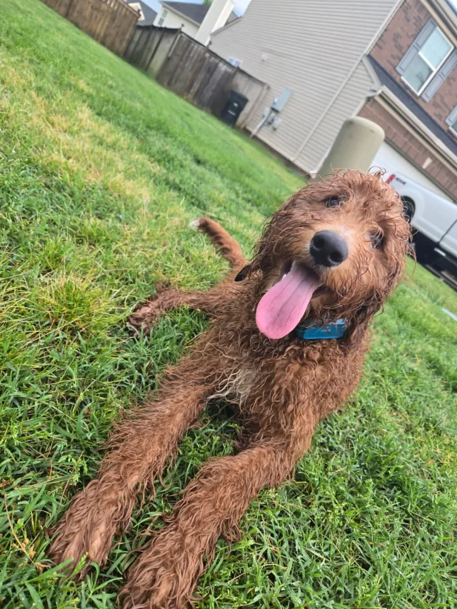 Reptar - 2619 Apple Cross Ct, Murfreesboro