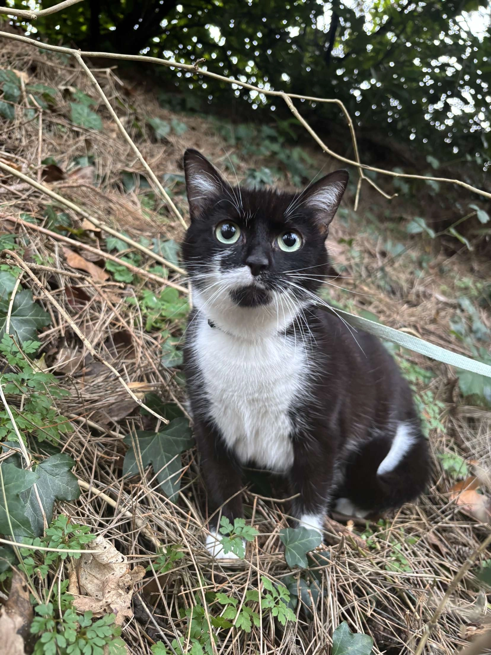 Arya - Le Moulin Neuf, Saint-Fraimbault-de-Prières