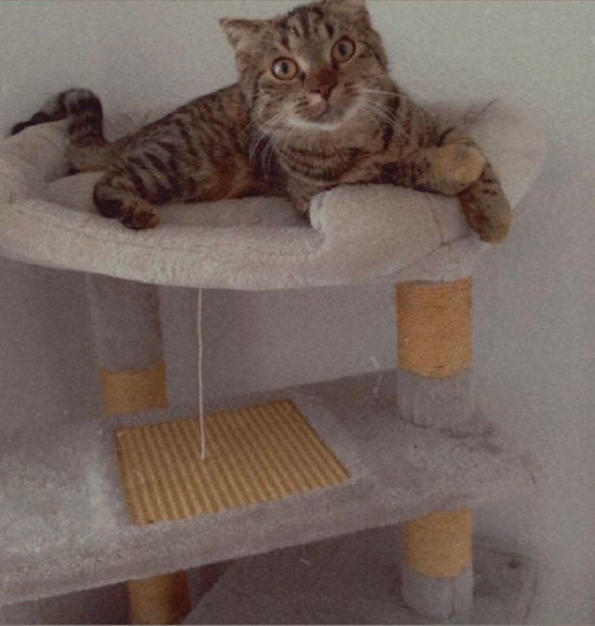 Mila - Fännes Hachte, Saterland