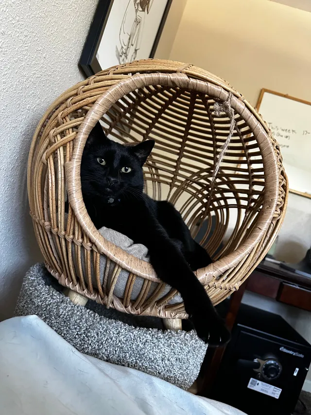 Joey - Slate Creek Apartments, Roseville