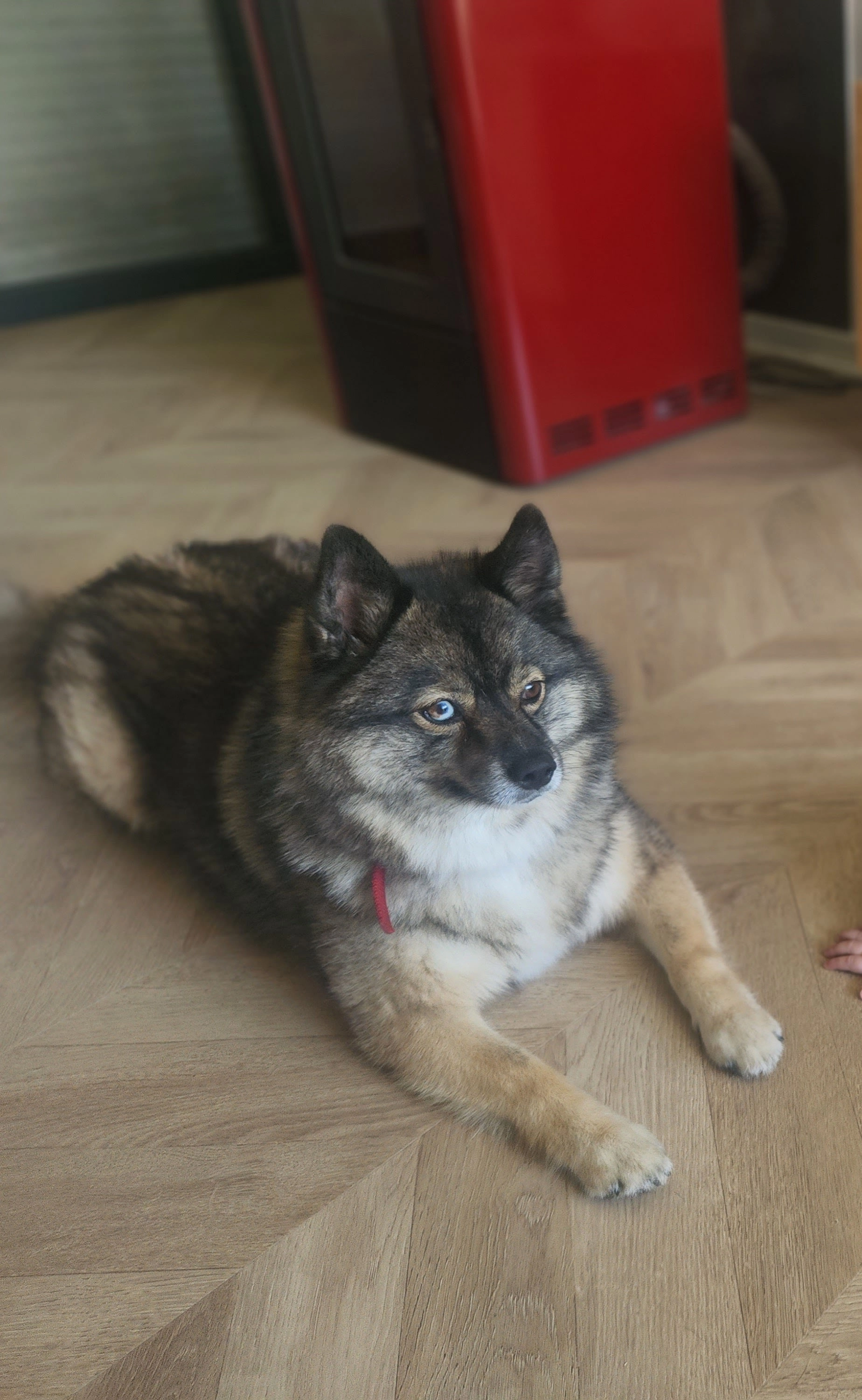 Rio - Rue Pierre Brossolette, Sartrouville