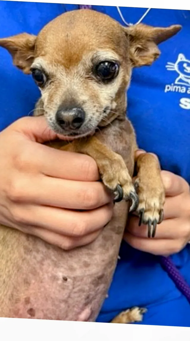 Chica - 4000 N Silverbell Rd, Tucson