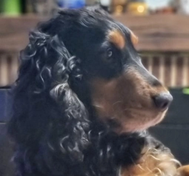 ninja  - Chemin De La Grange, Tournon-d'Agenais