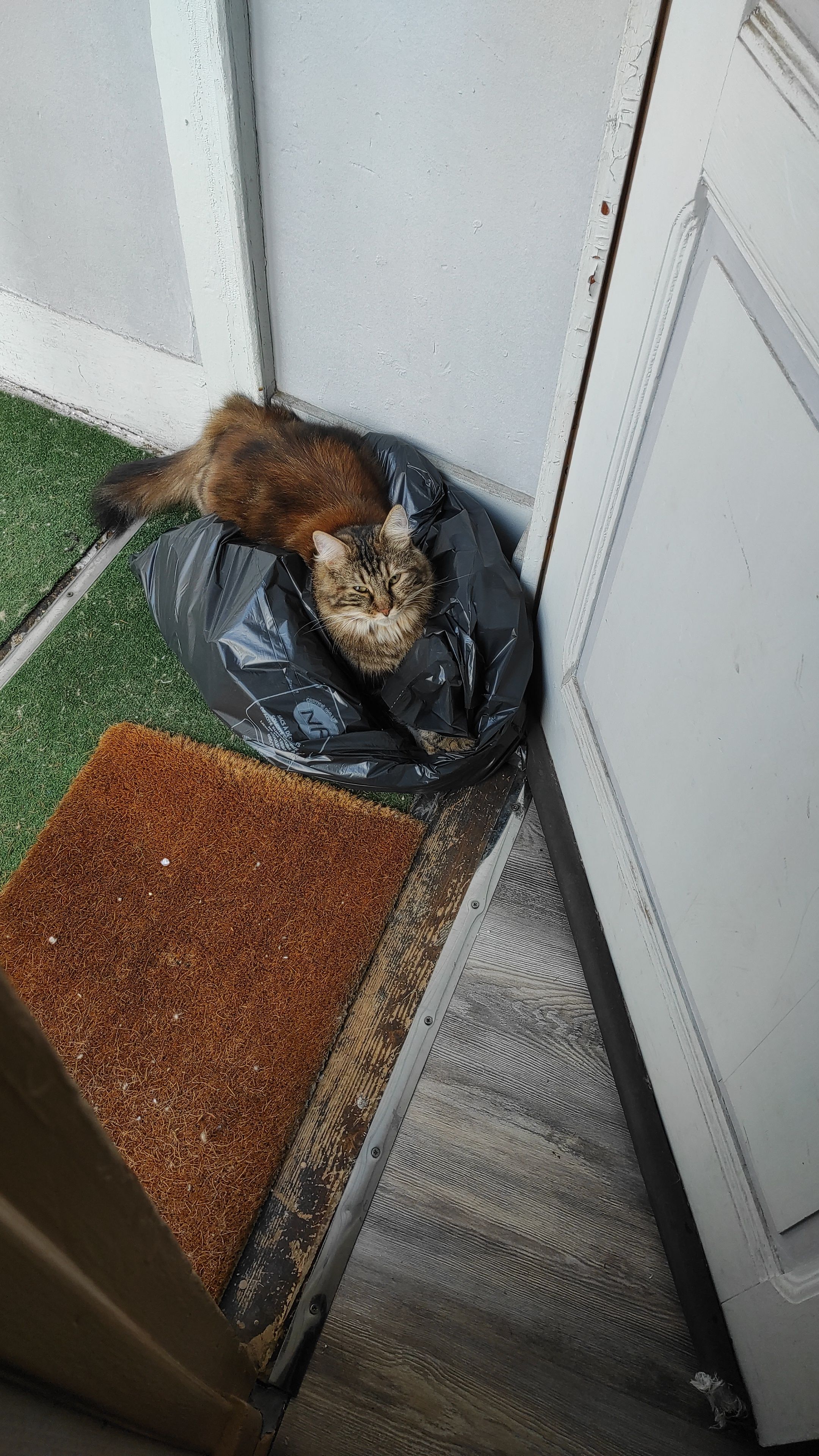 Athéna  - Boulevard Jean Bepmale, Saint-Gaudens