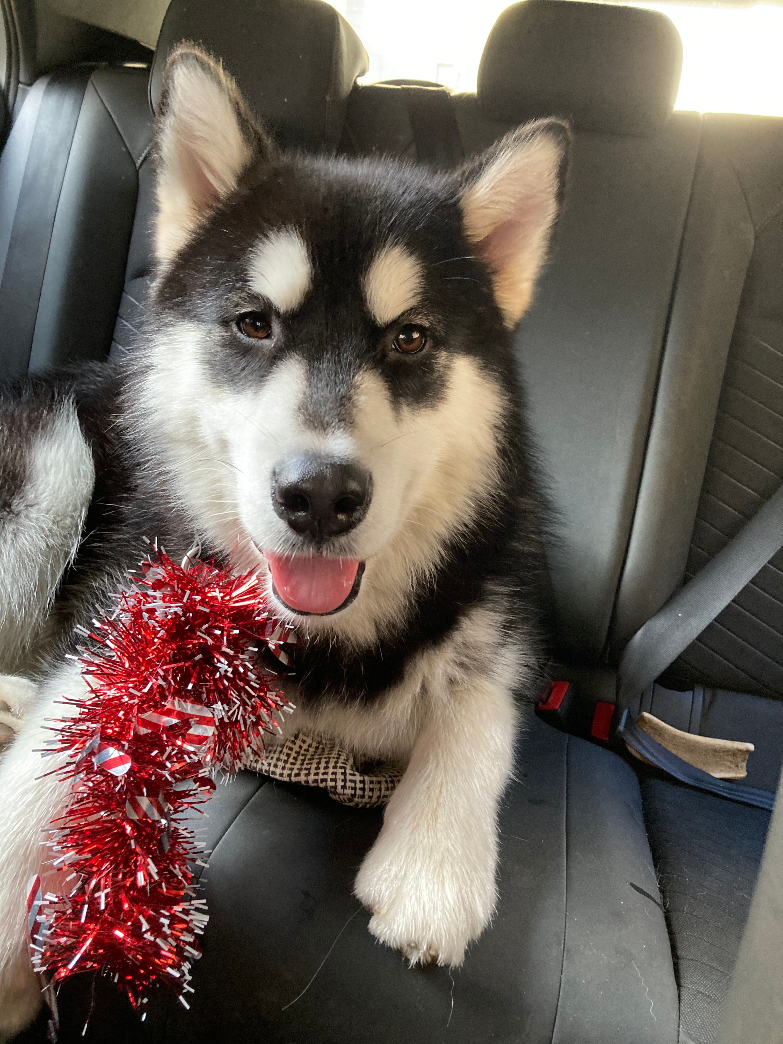 Woody - Boulevard Lobau, Nancy