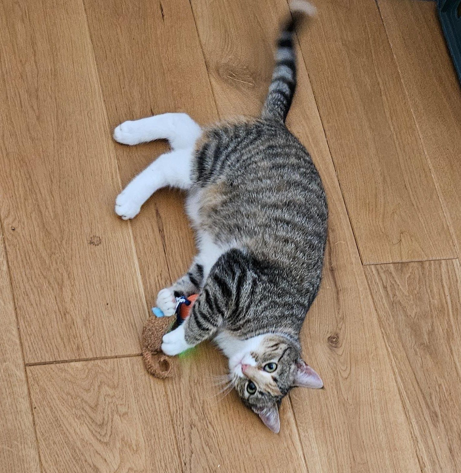 Rusty - Teiklerweg, Delbrück