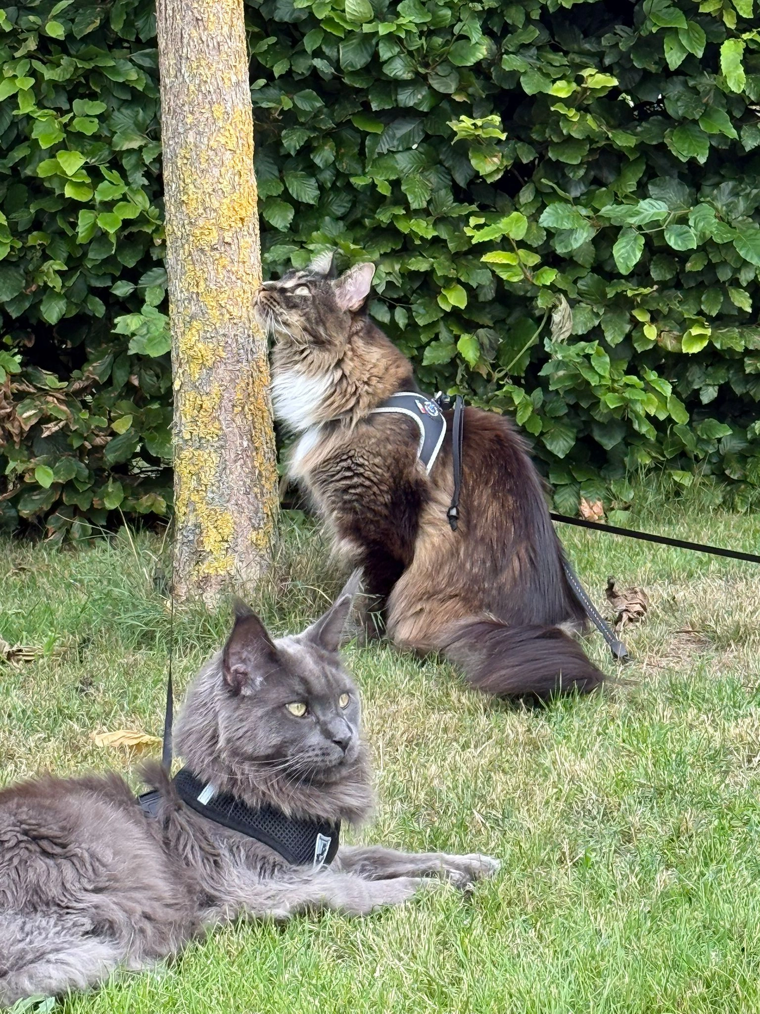 Loki en Thor - Weverstraat 27, Kasterlee