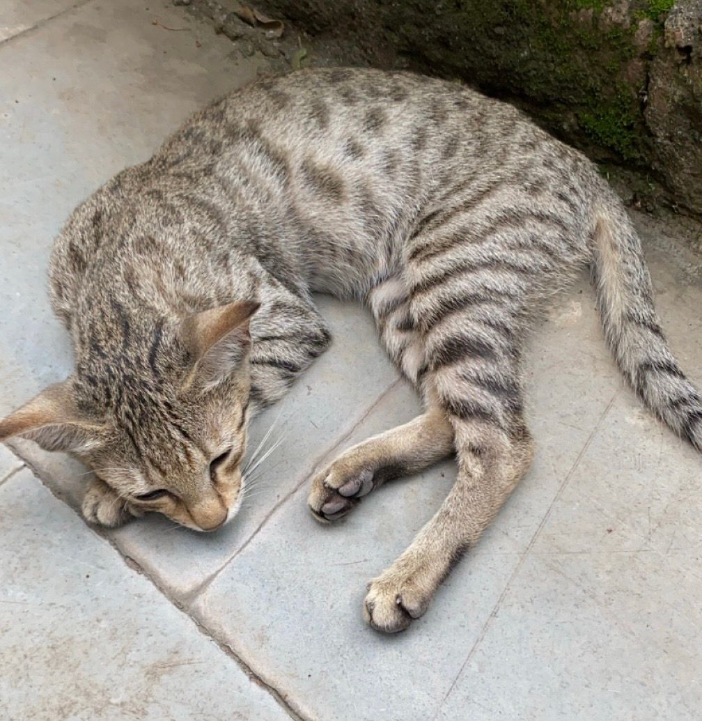 Chotu - D Sector Sudama Nagar Indore, Indore