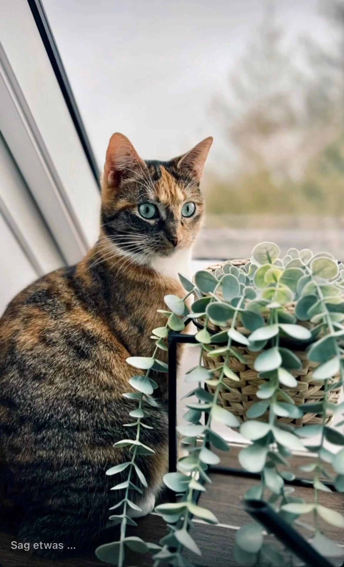 Josie - Finkenstraße, Ihlow