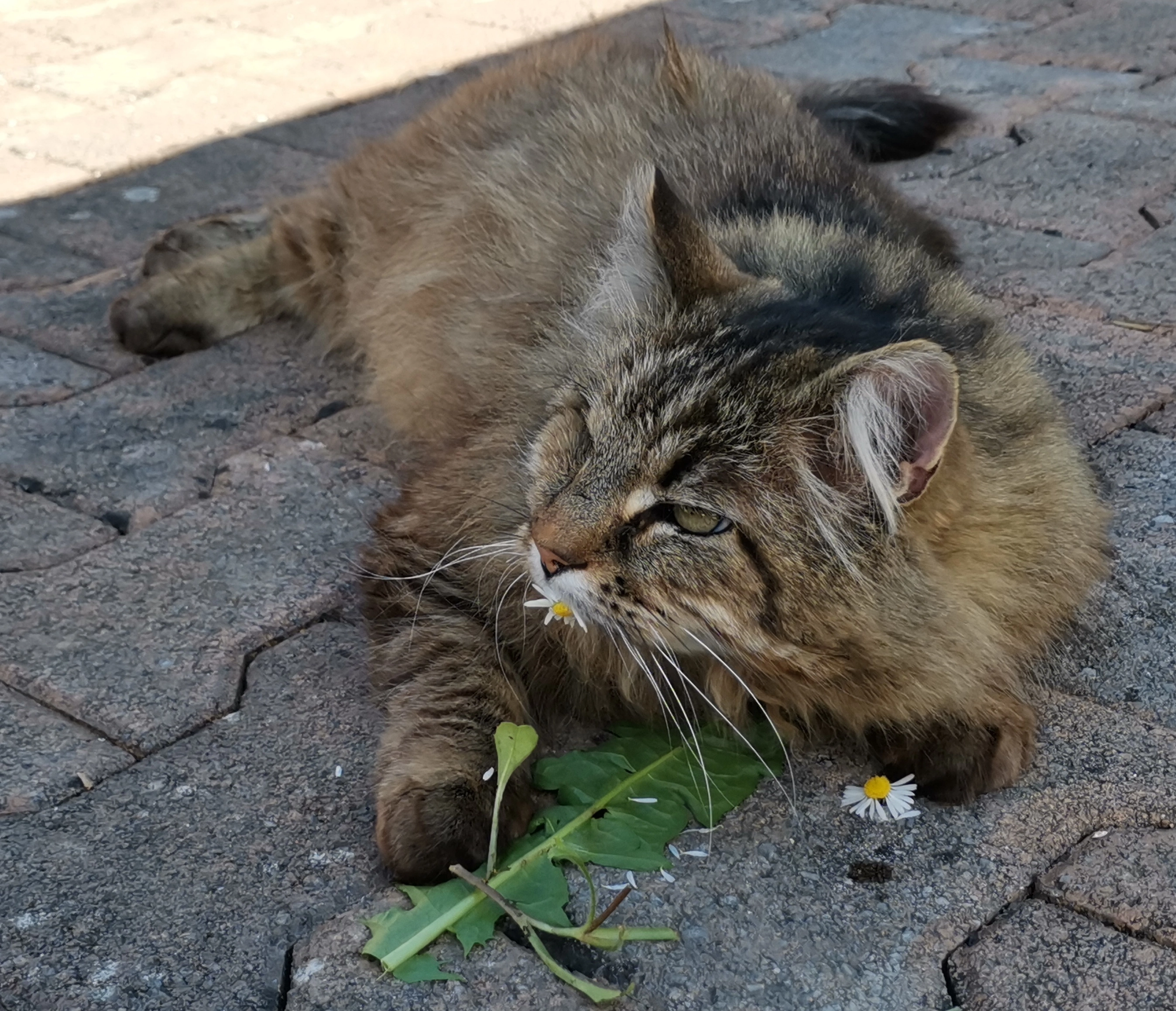 Matt - Route Des Bornous, Épagny