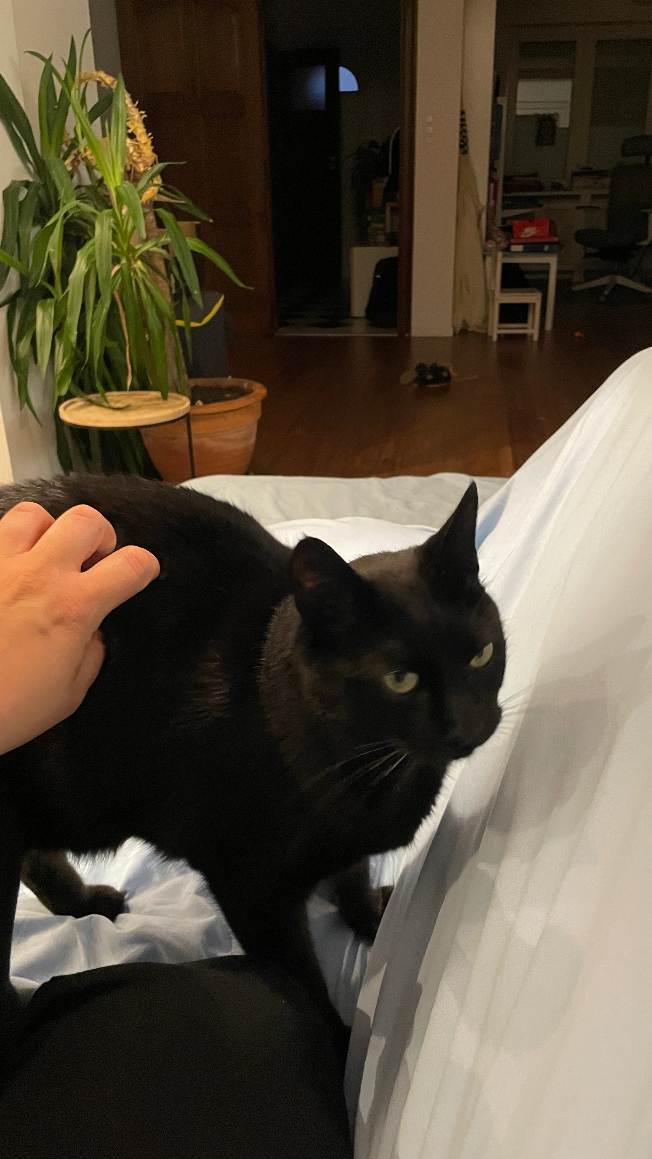 Stoppel - Krakaulaan, Kessel-Lo