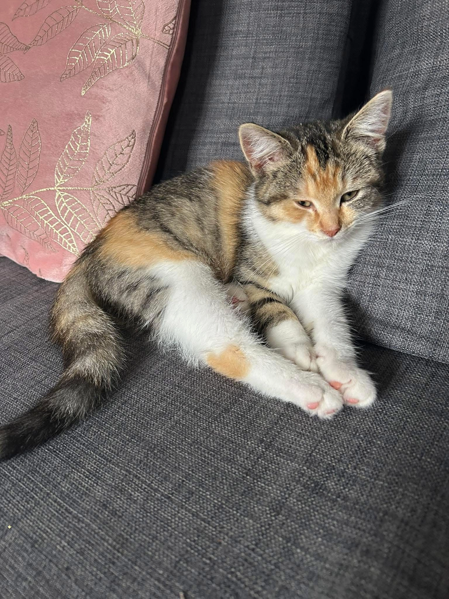 Lila  - Place Du Monument, Houyet