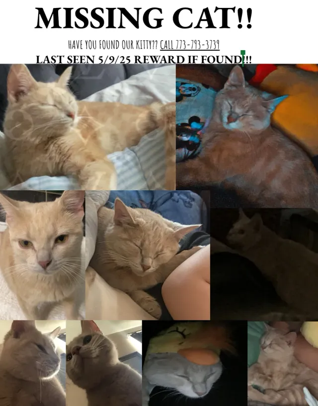 Kitty - Kingsbury Drive, Hanover Park