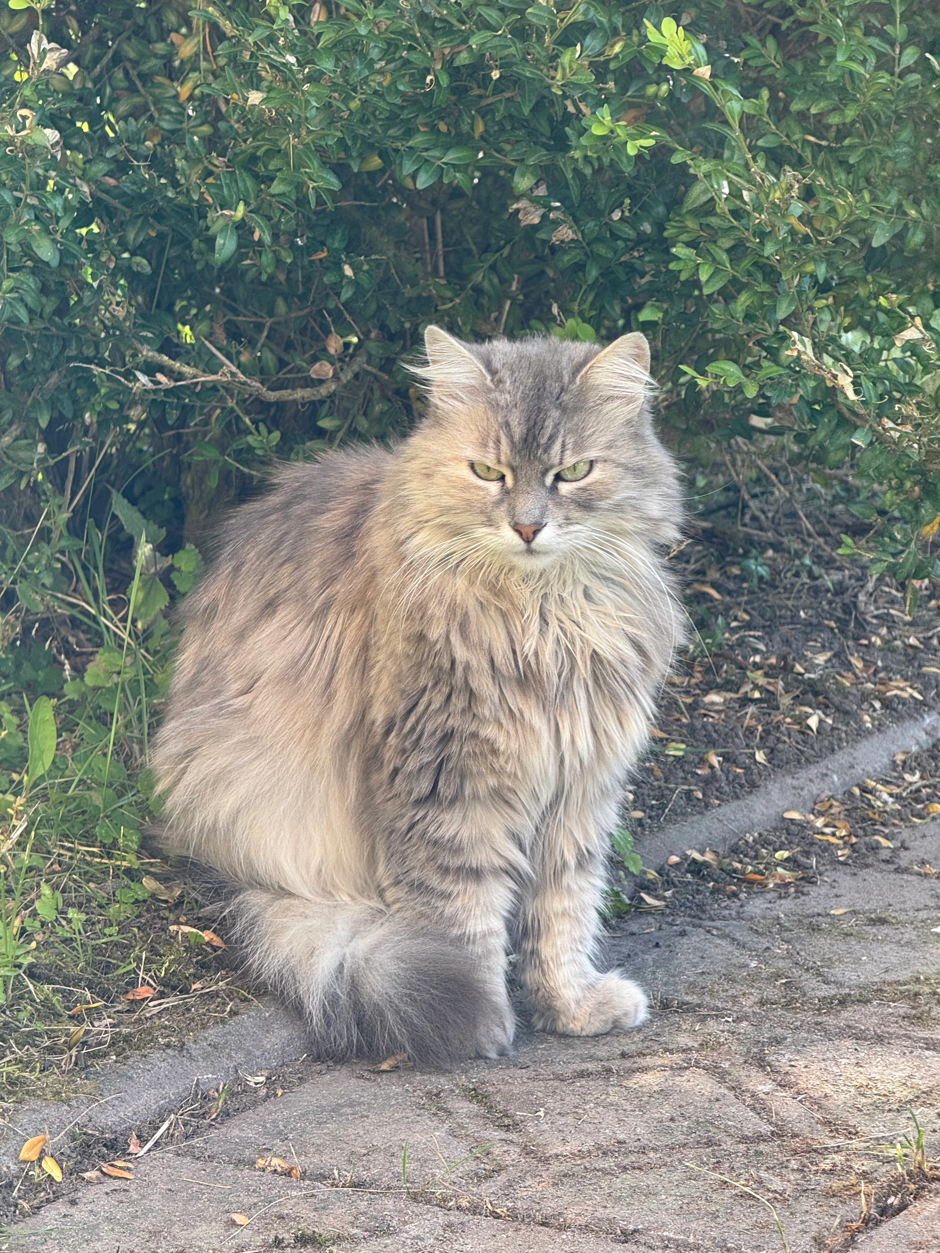 Мура  - Matininkų G., Panevėžys