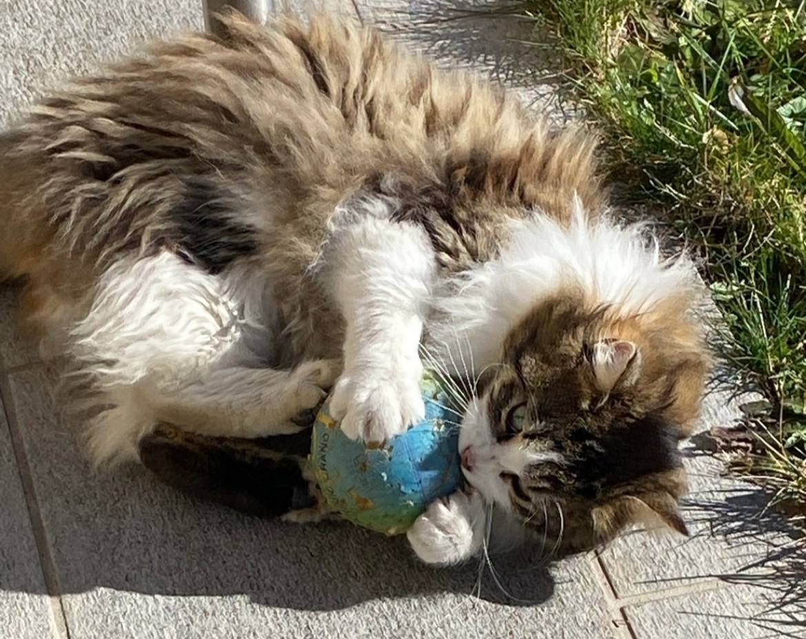 Loulou - Route de Vulbens, Chevrier