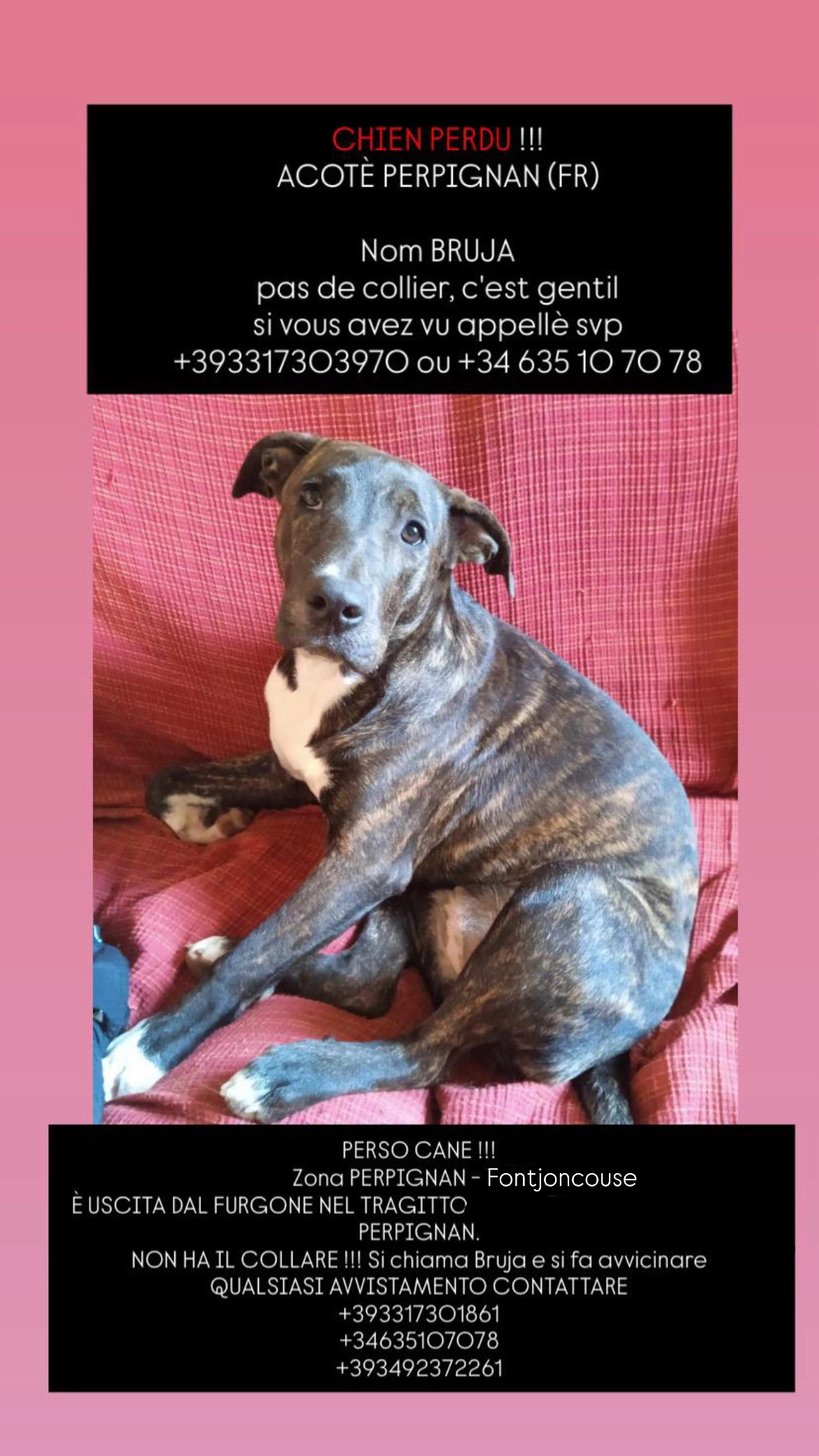 Bruja - D22c, Perpignan