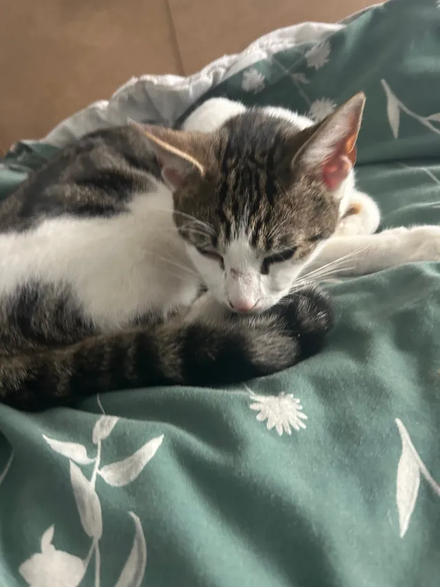 Jasper - Tyrill, Milton Keynes