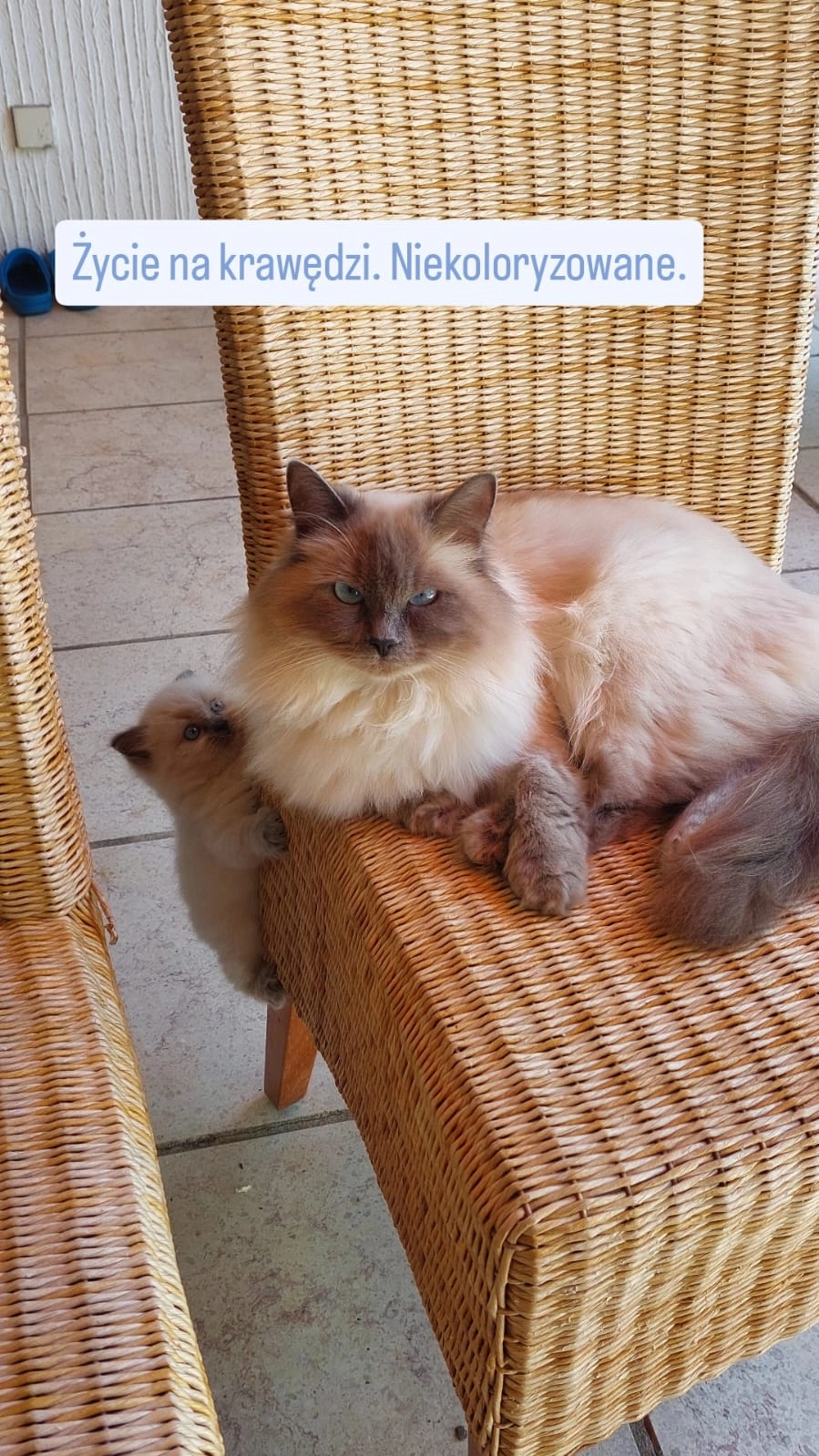 Diana (Rufname: Nana) - Maschdamm, Burgdorf