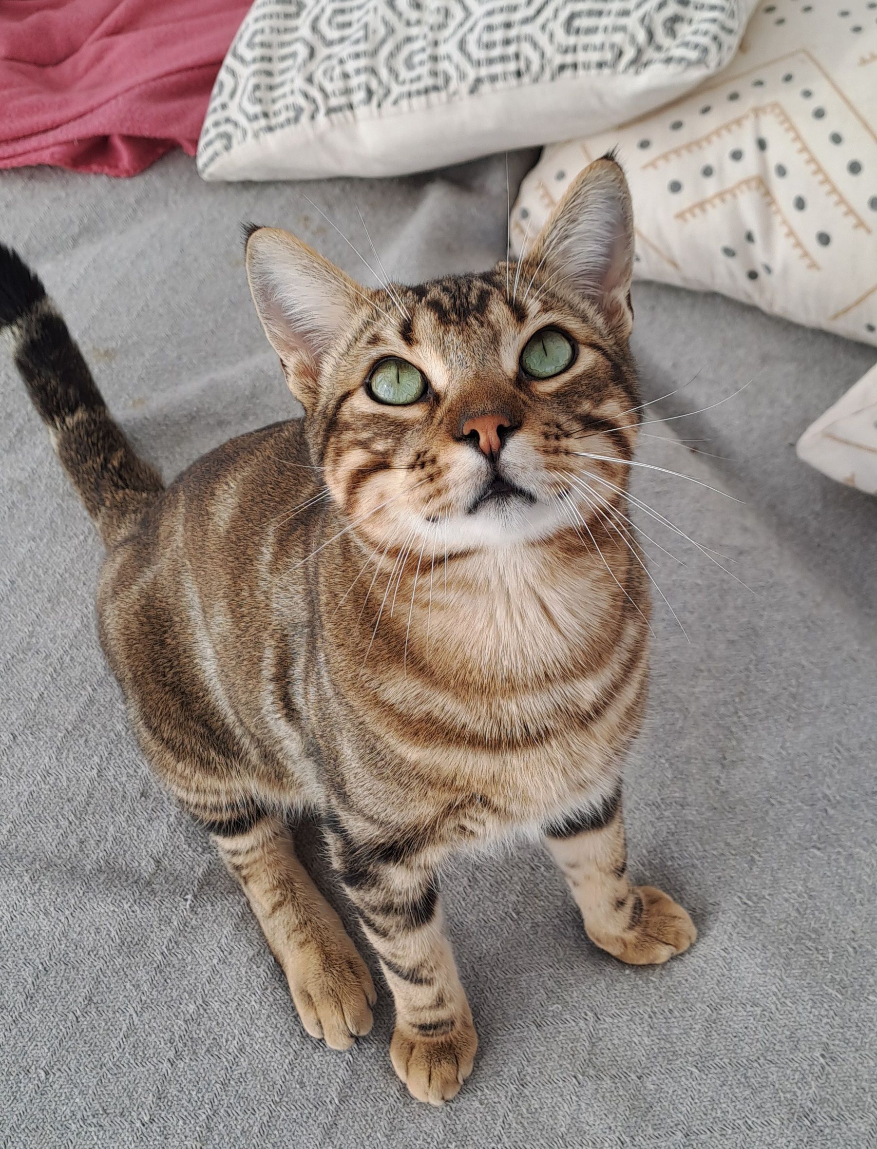 Sirius (BamBam) - Diseminado El Pago Pino 1415, Torrox, Spanien 