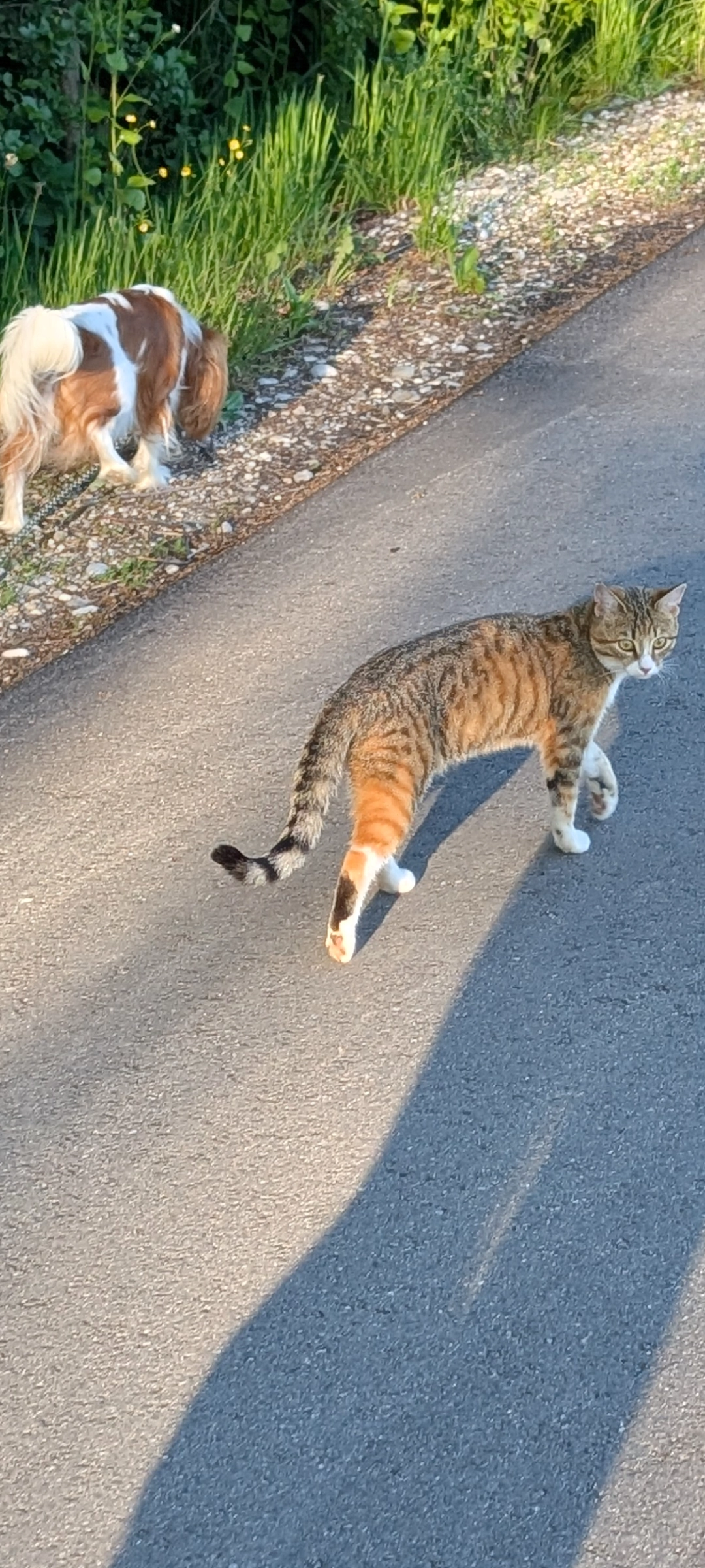 Mutzi - Kleinseehamer Straße, Weyarn