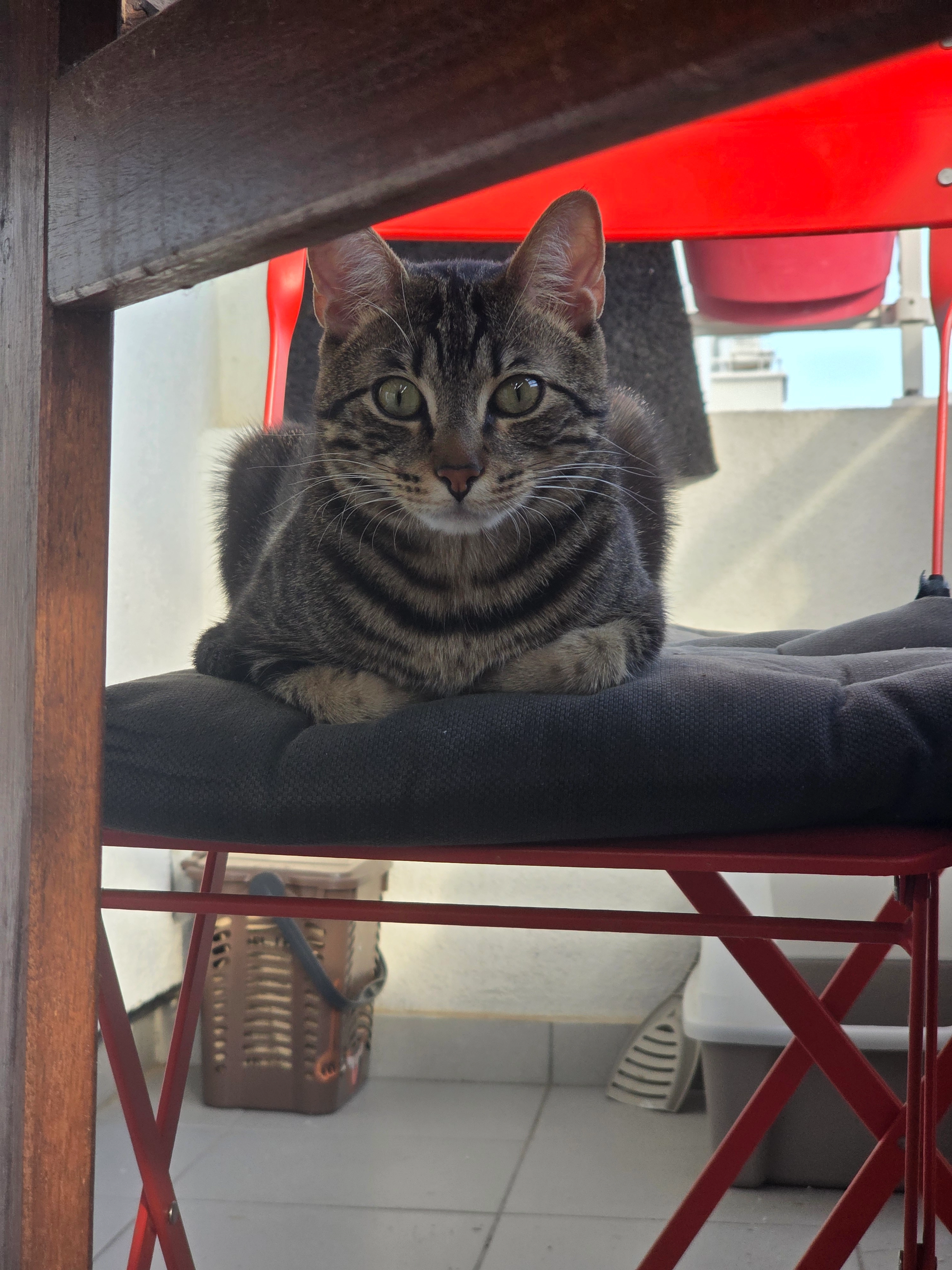 Balou - Boulevard Charles Warnery, Montpellier