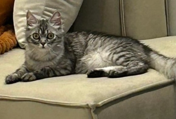 Lily - 20, Casablanca