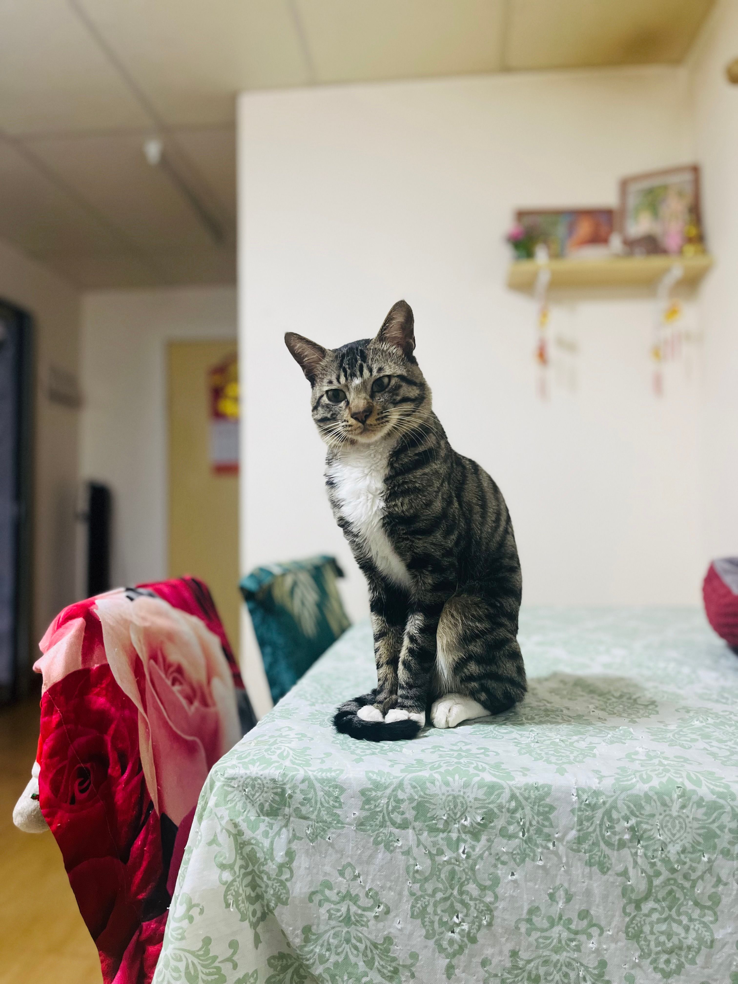 "Sudu Putha" "Sudu Mahaththaya"  - 