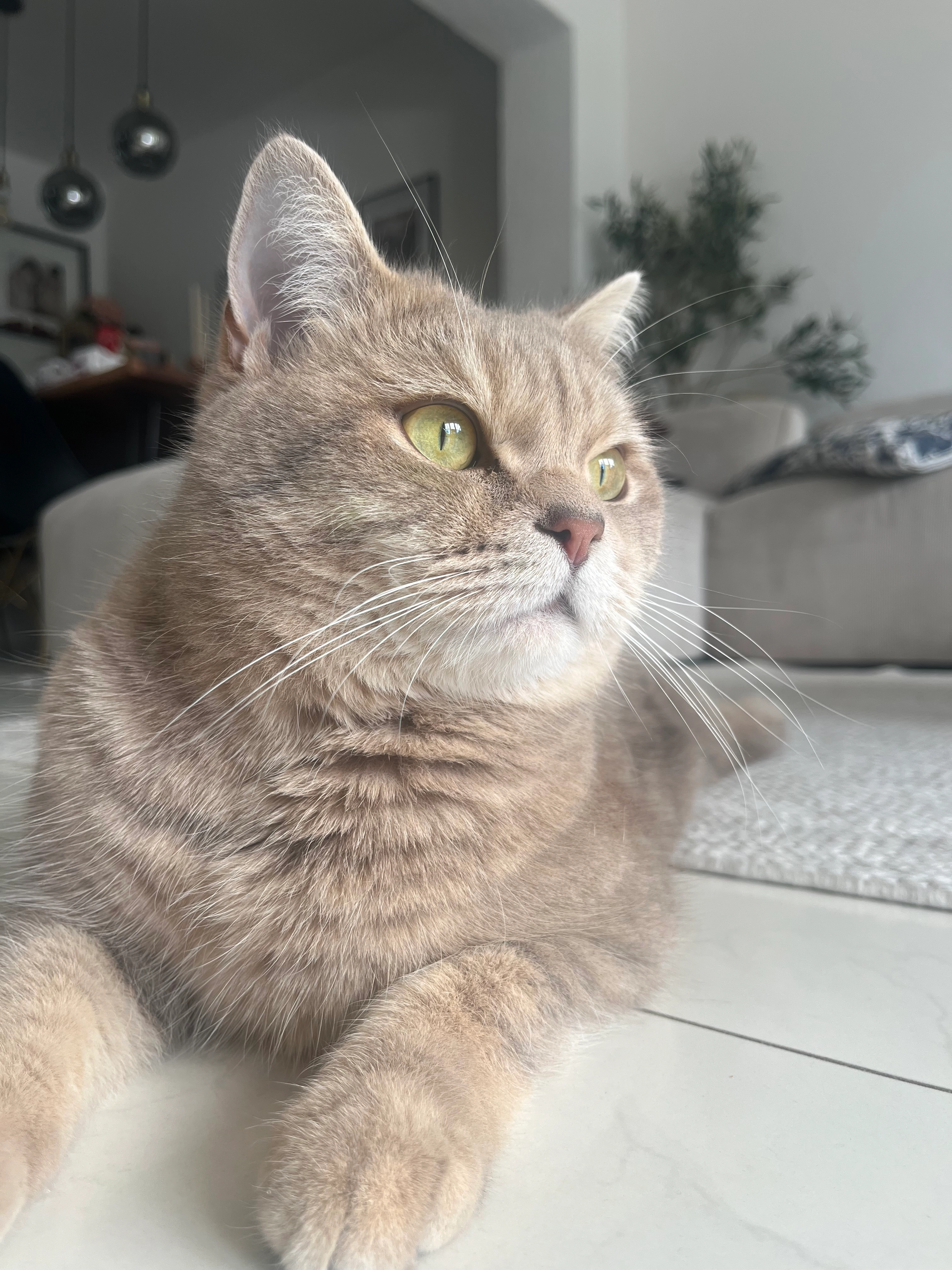 Lokum - Freiligrathstraße, Hamm